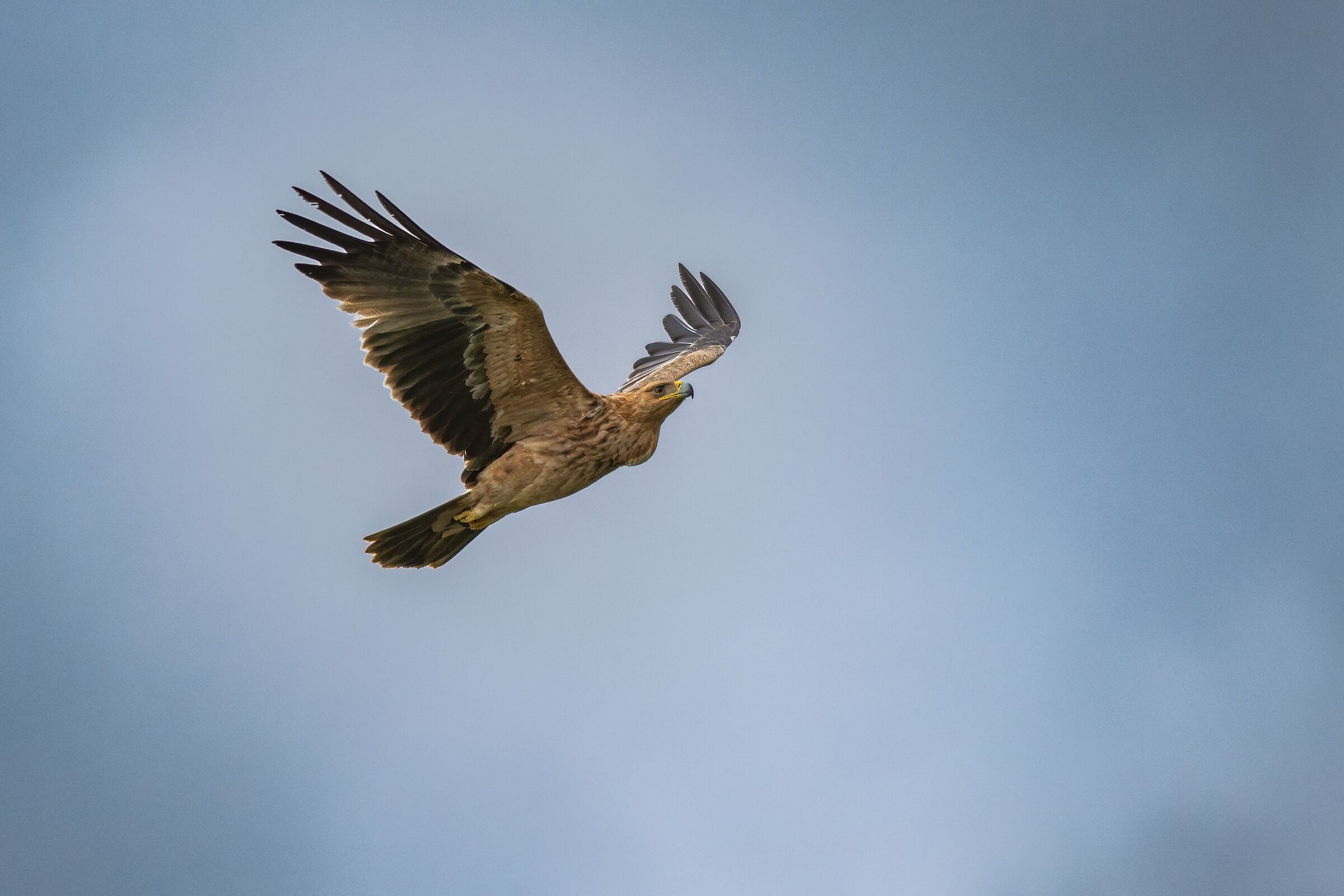 Iberian imperial eagle juv.