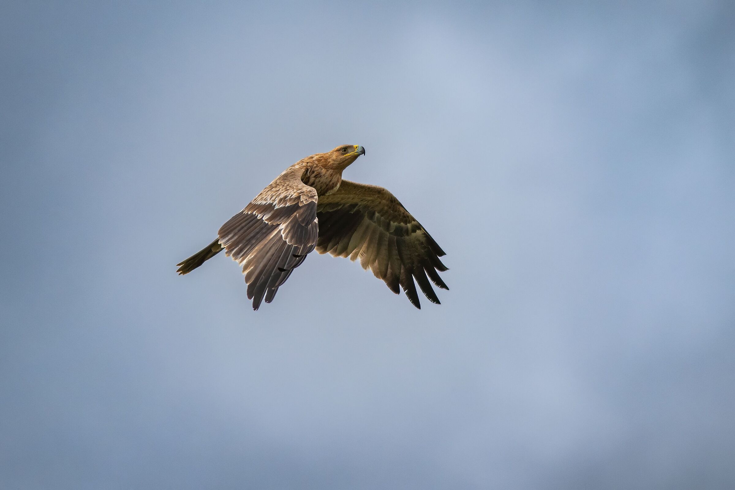Iberian imperial eagle juv. II