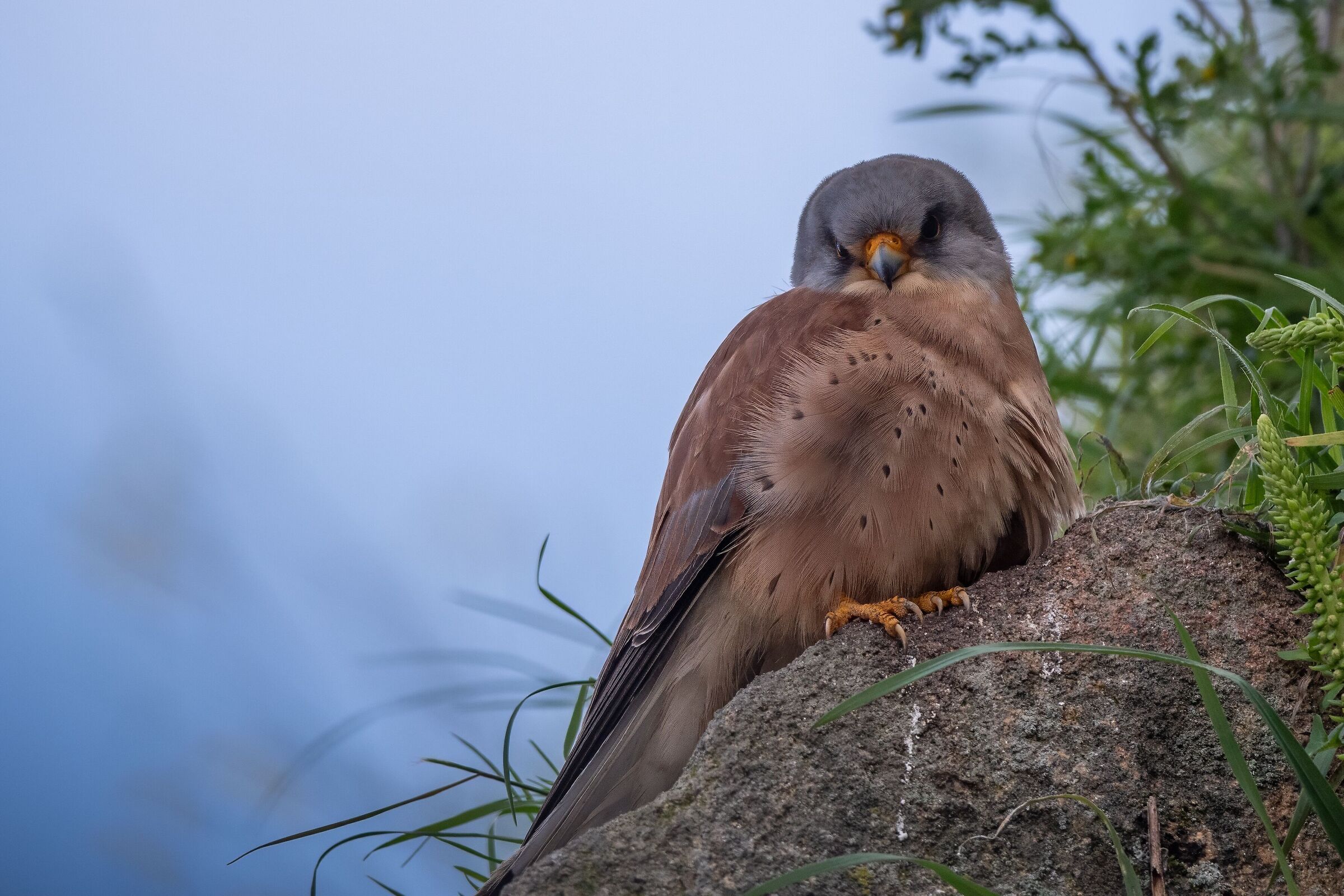 Male lesser kestrel