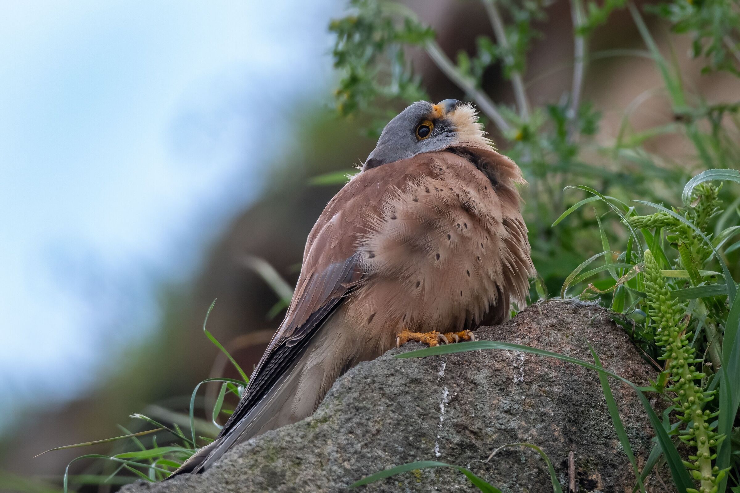 Male Lesser Kestrel