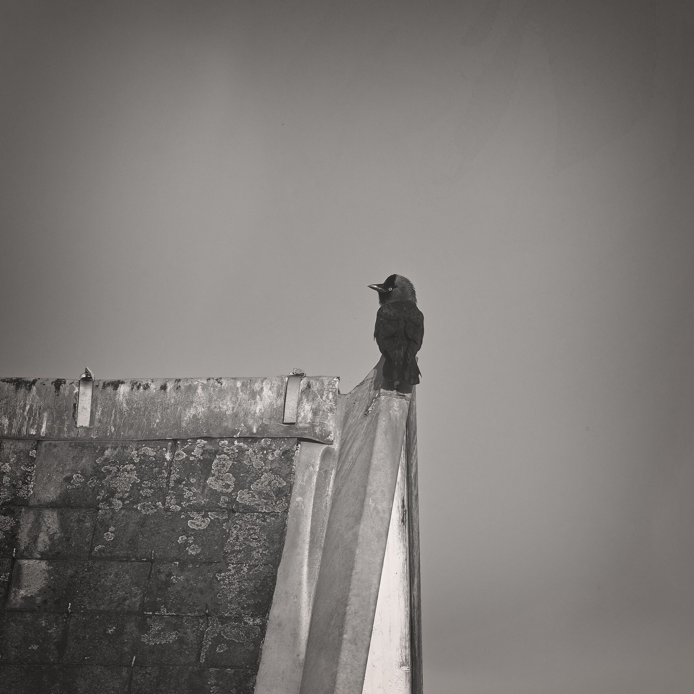 Jackdaw
