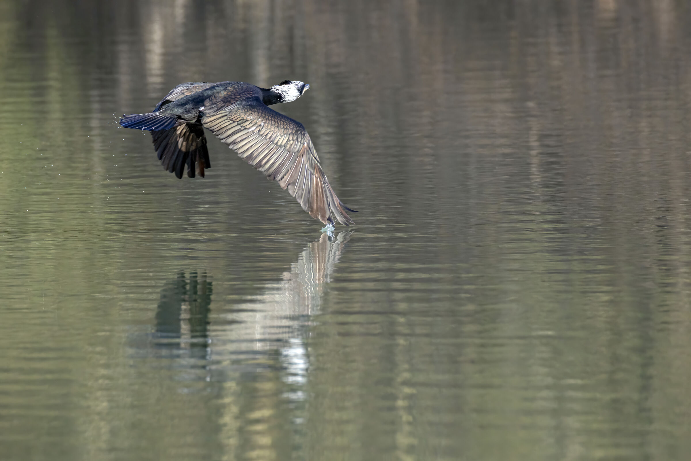 cormorant