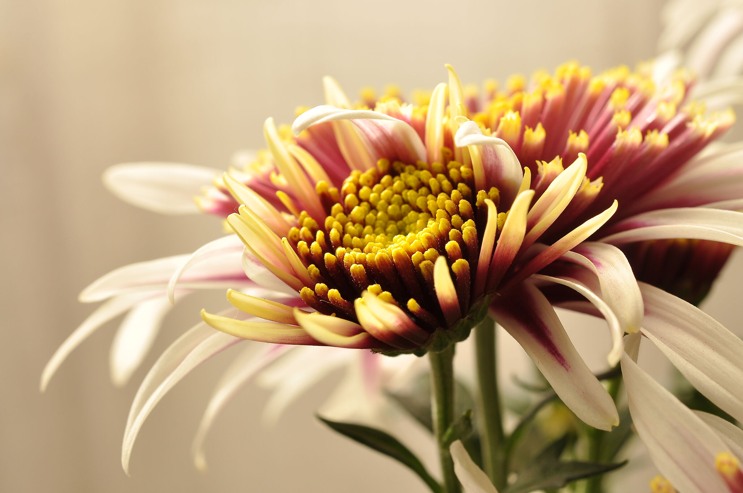 Chrysanthemum morifolium (Ramat.)
