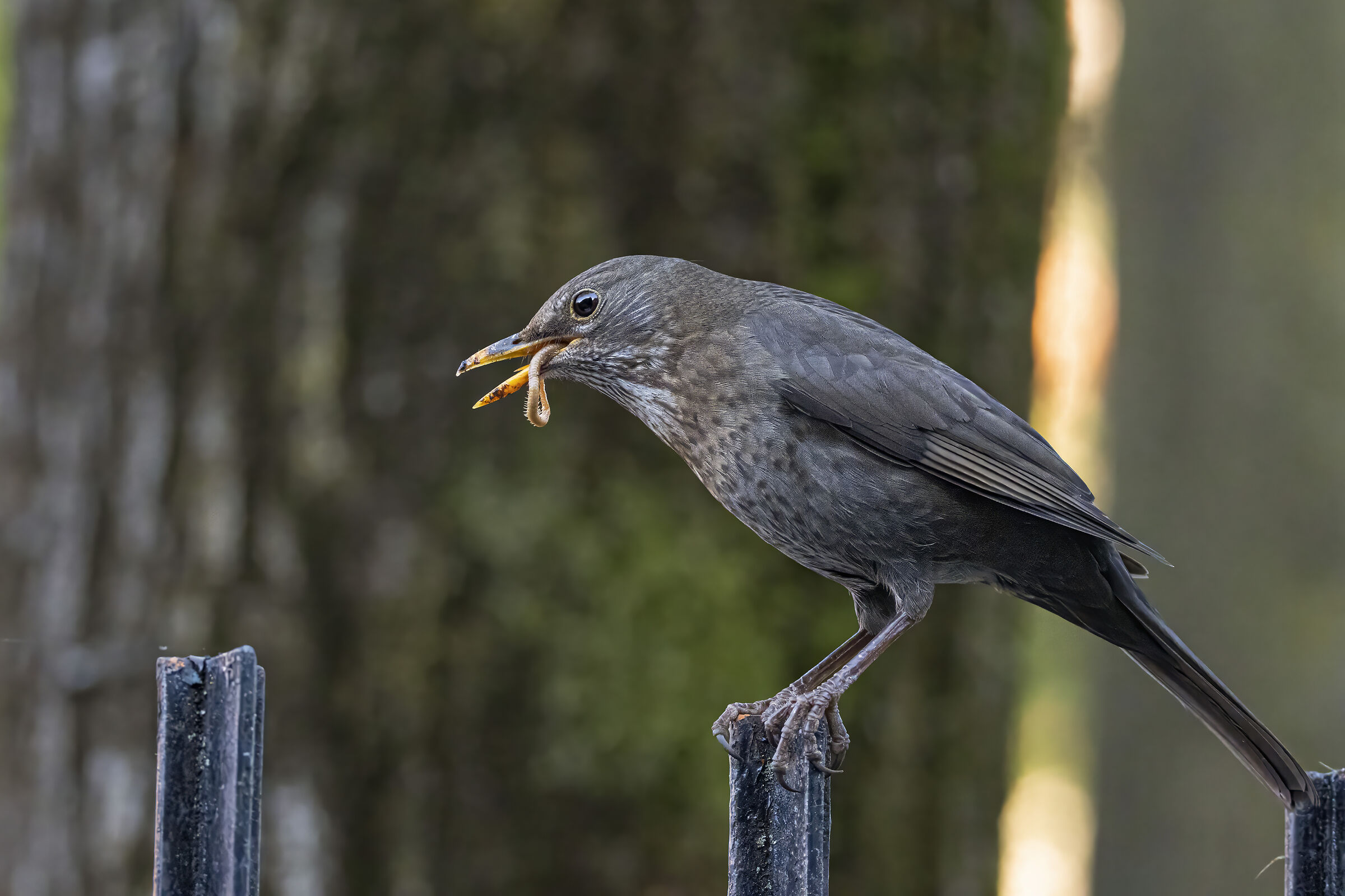 blackbird
