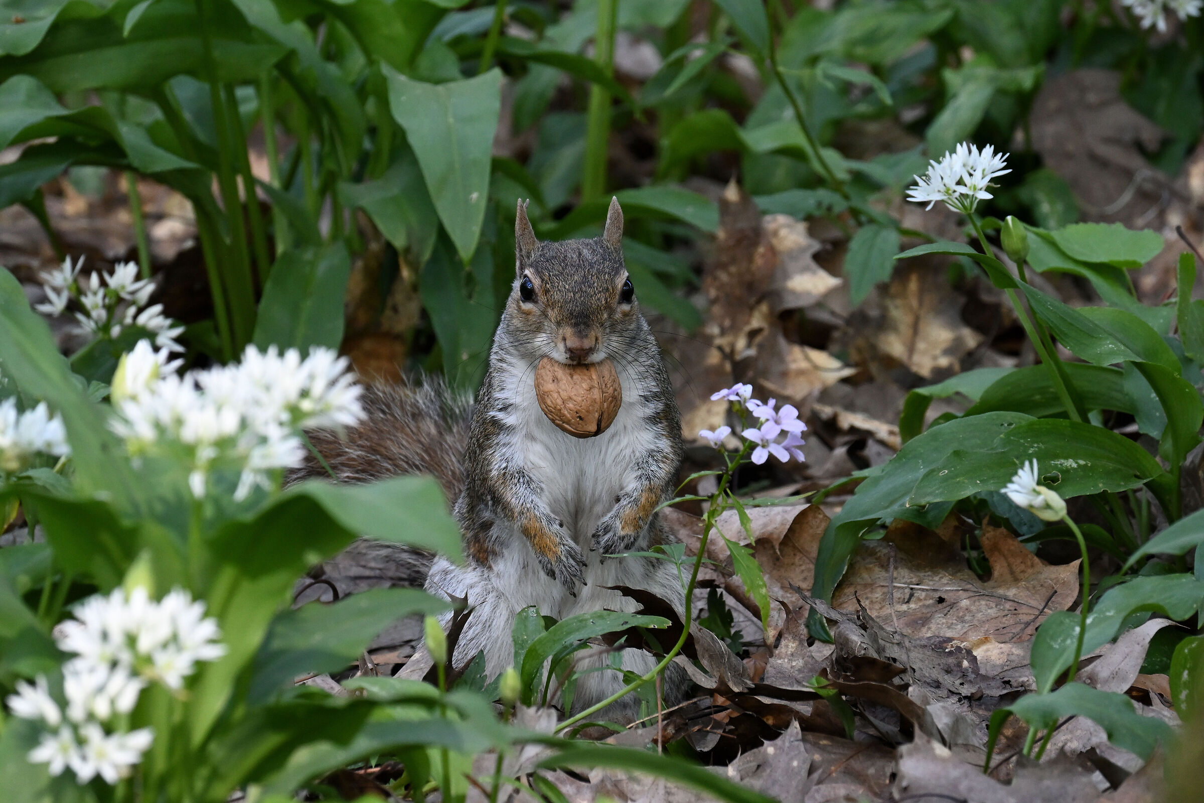 E questa me la mangio