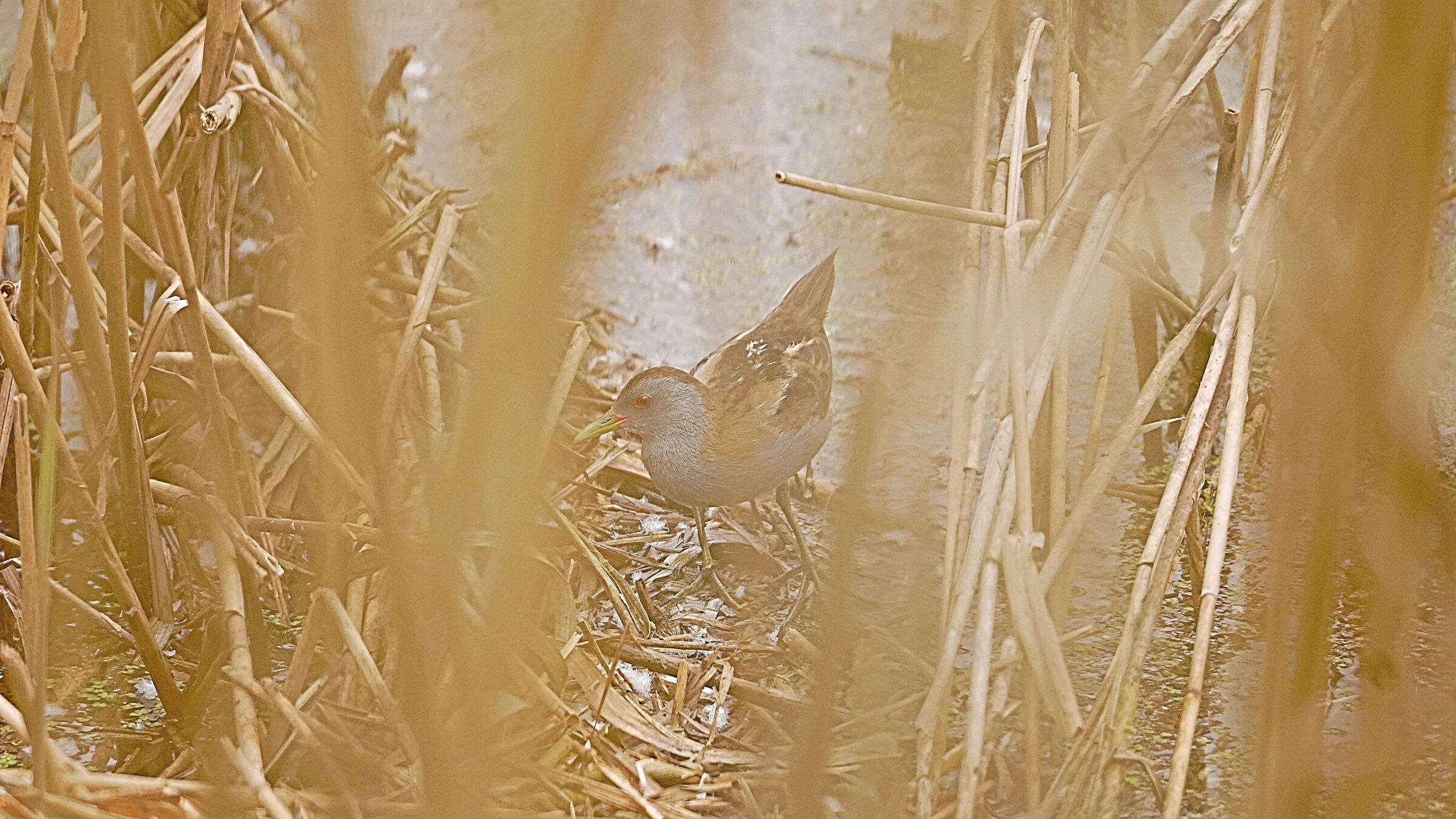 Little crake