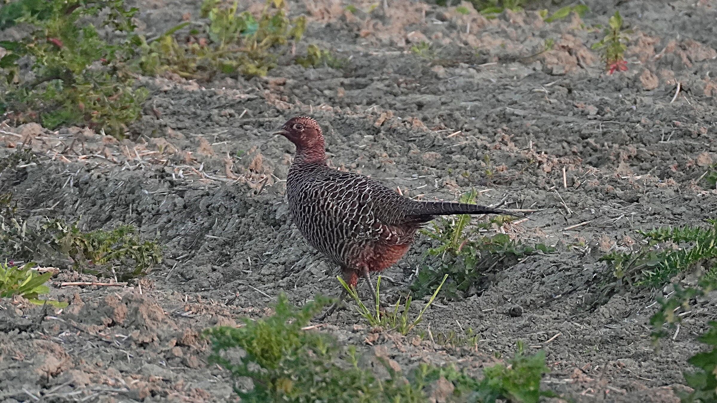 Female dark pheasant