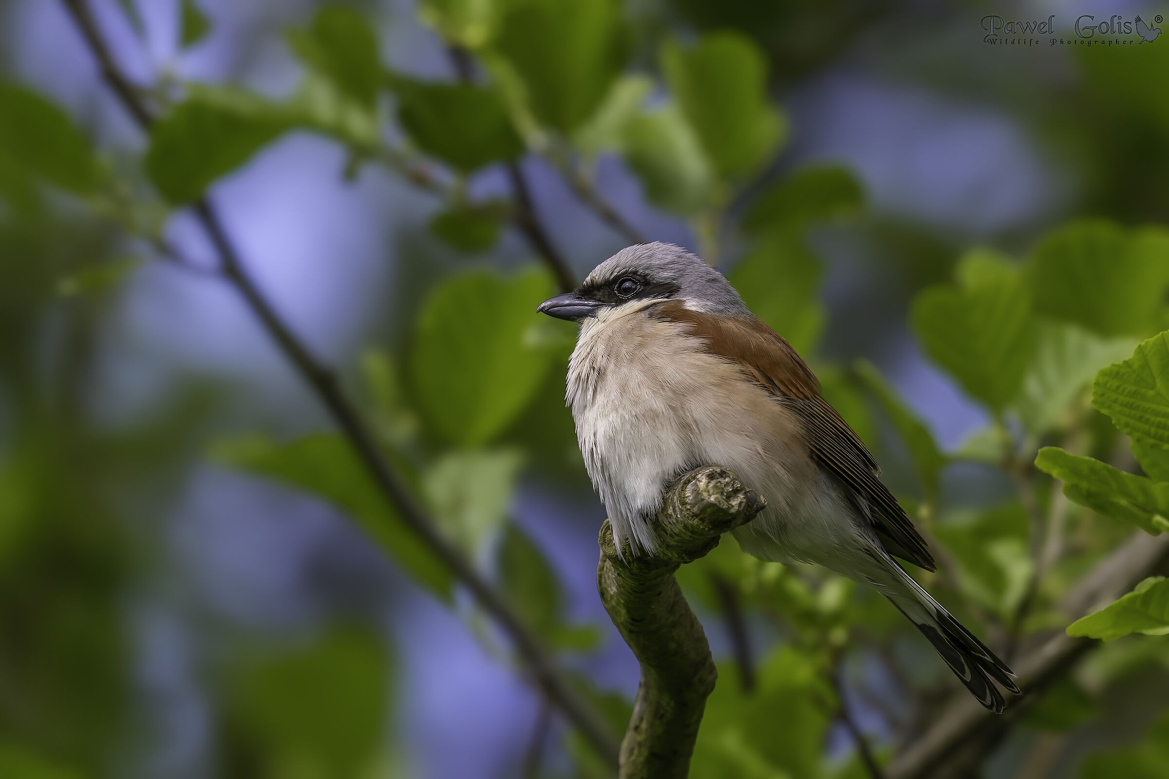 Red-backed Shrike (Lanius collurio)