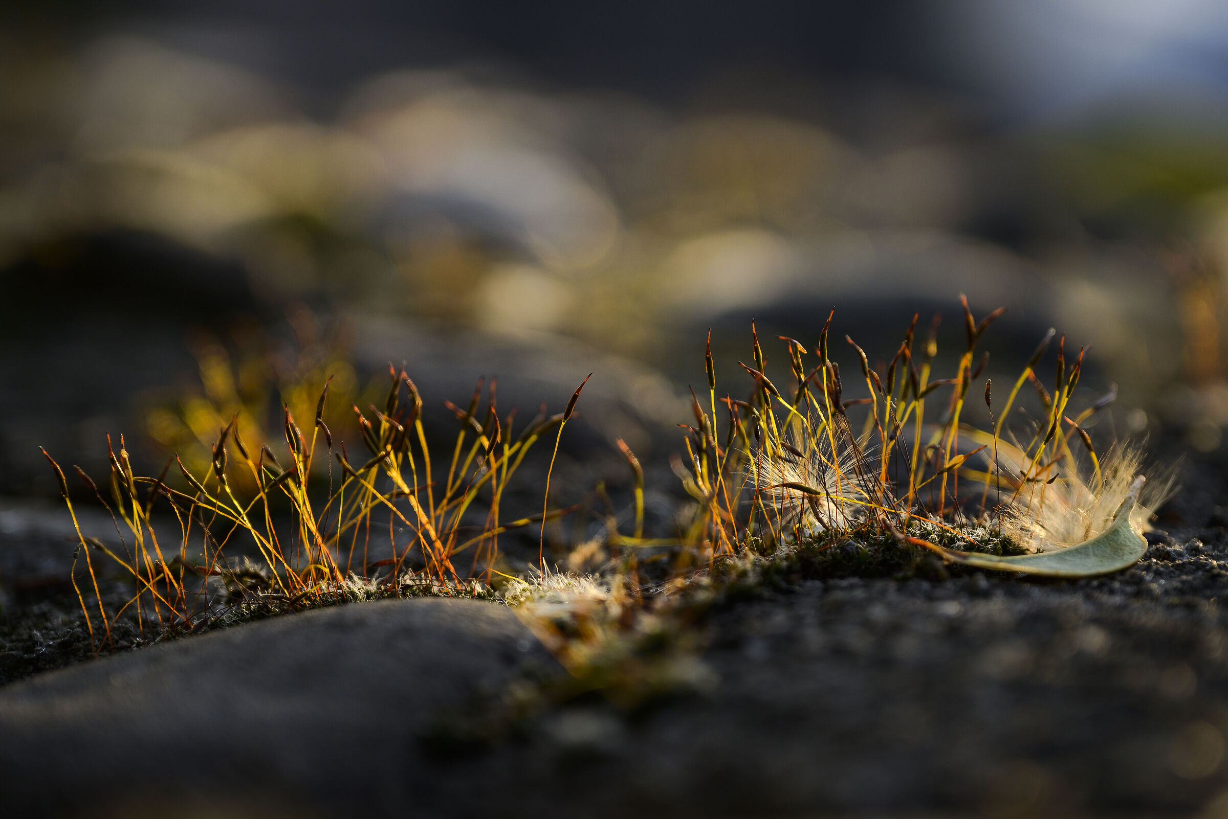 Moss