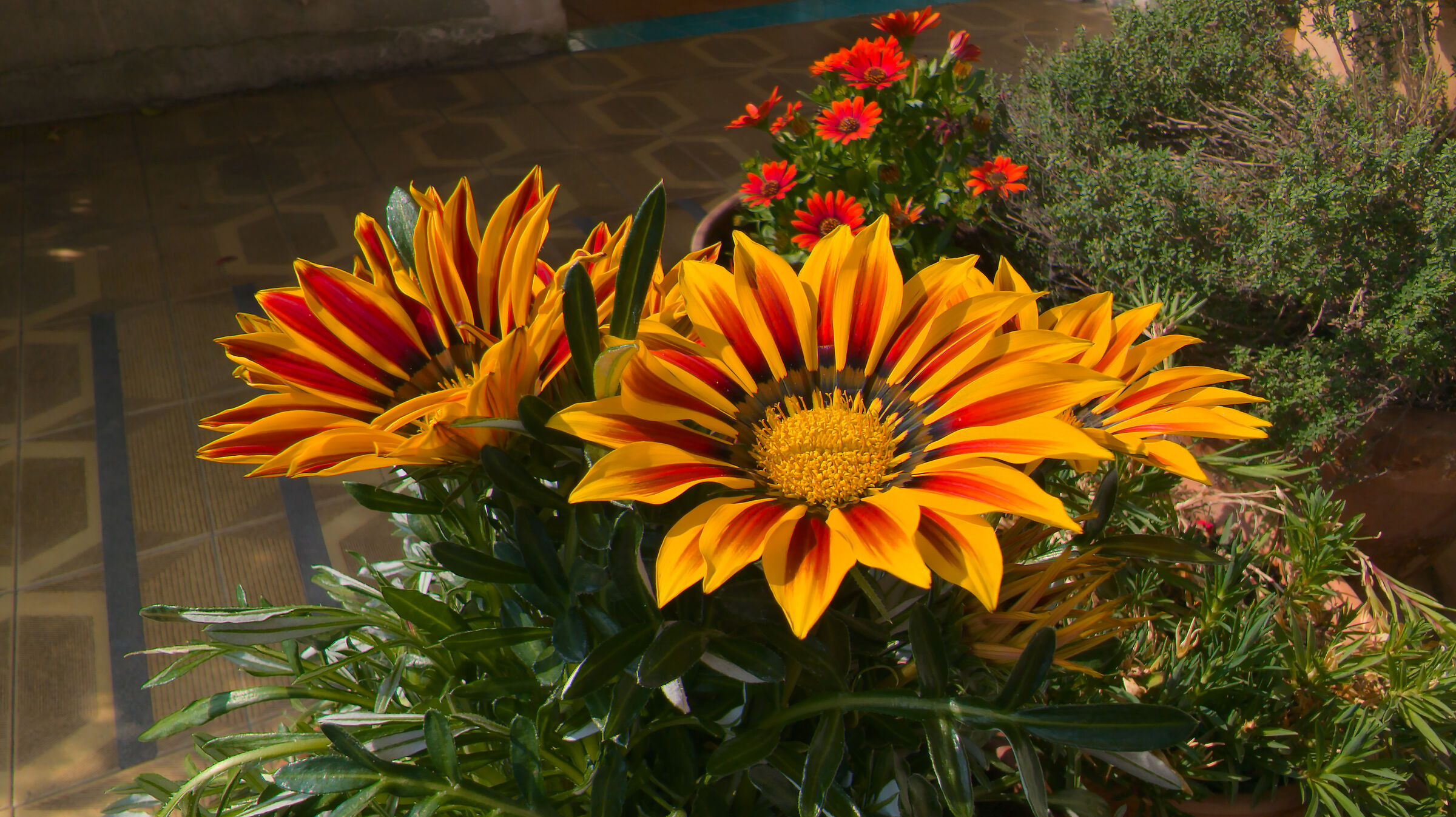 Gazania
