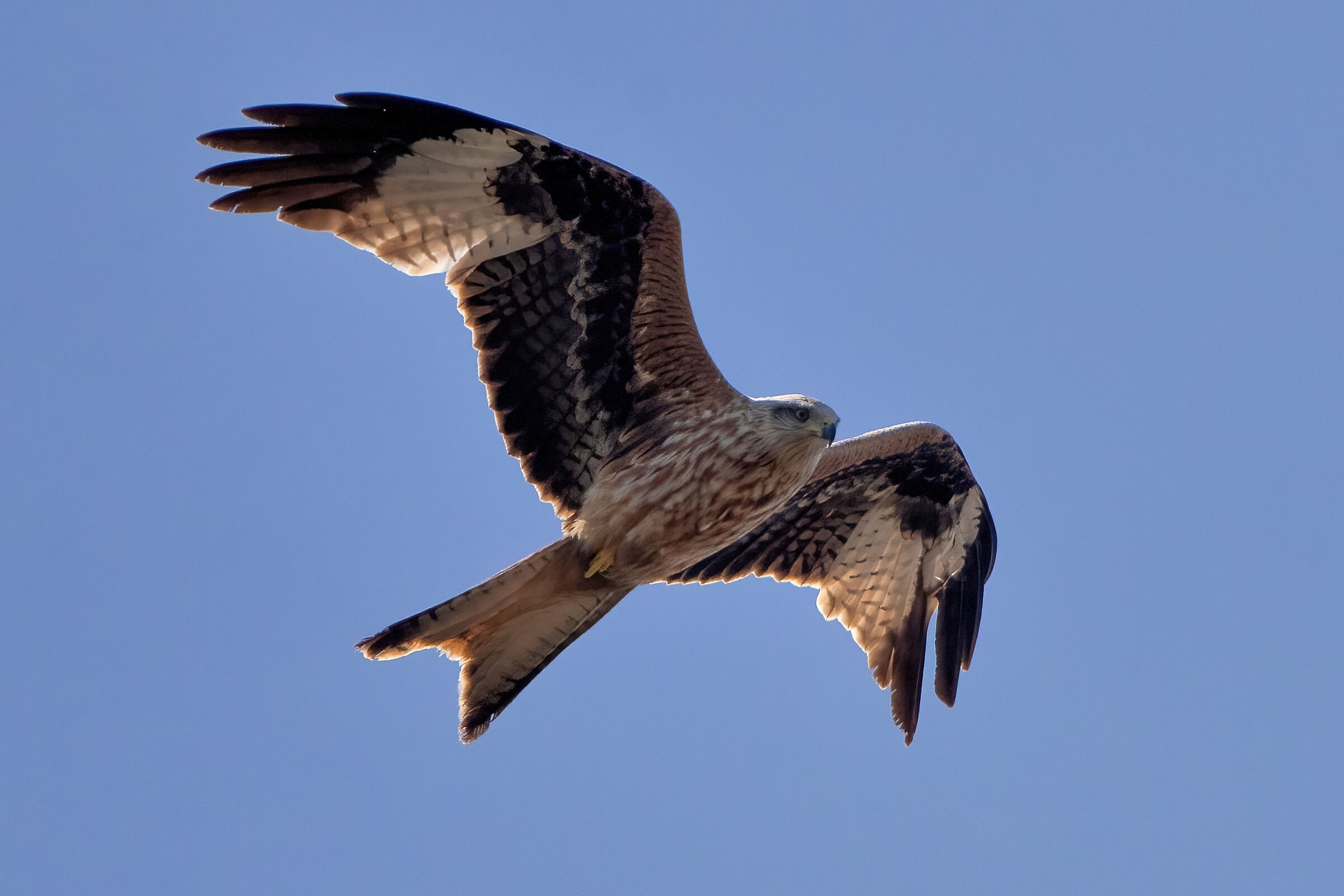 Red Kite (Milvus milvus)