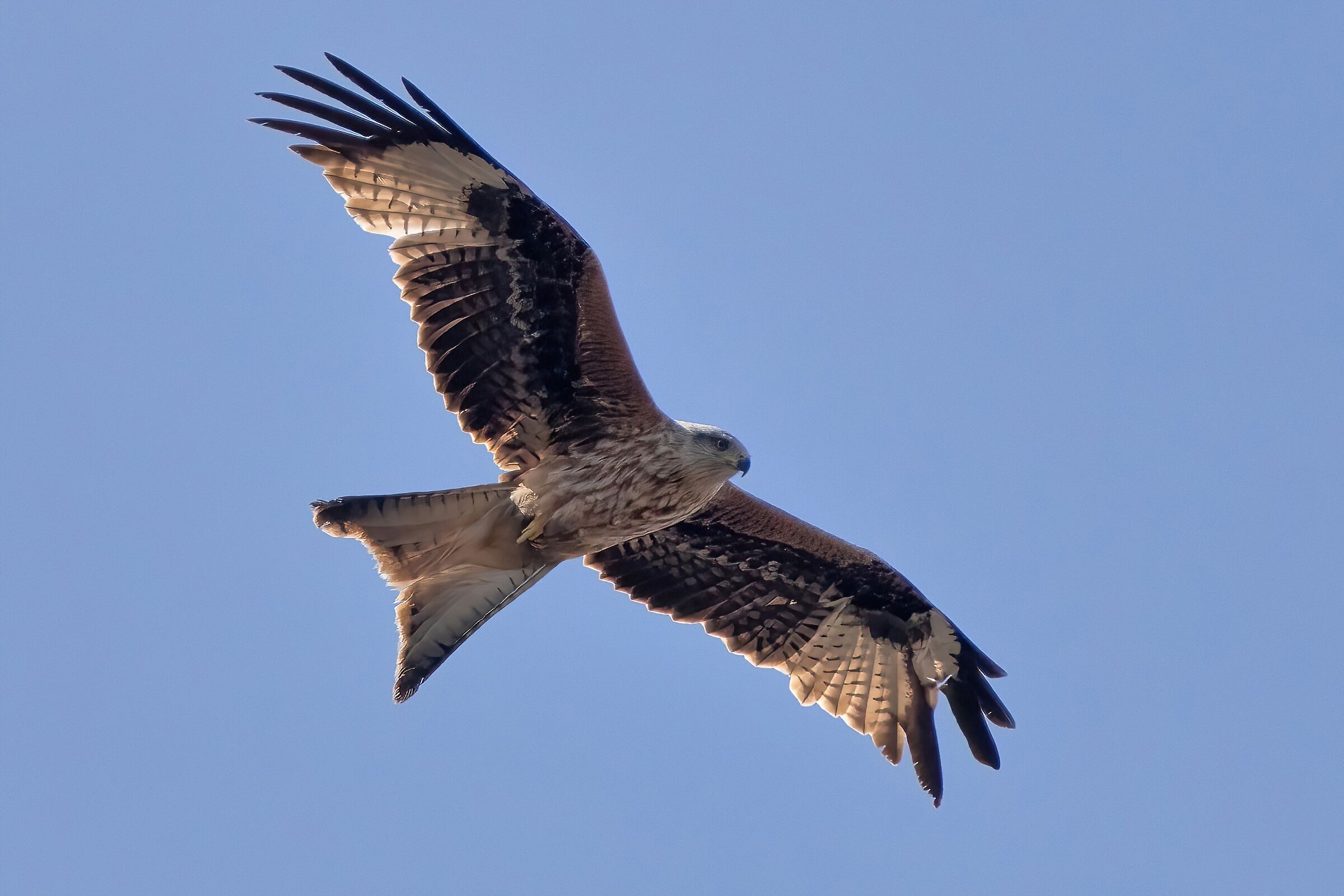 Red Kite (Milvus milvus)