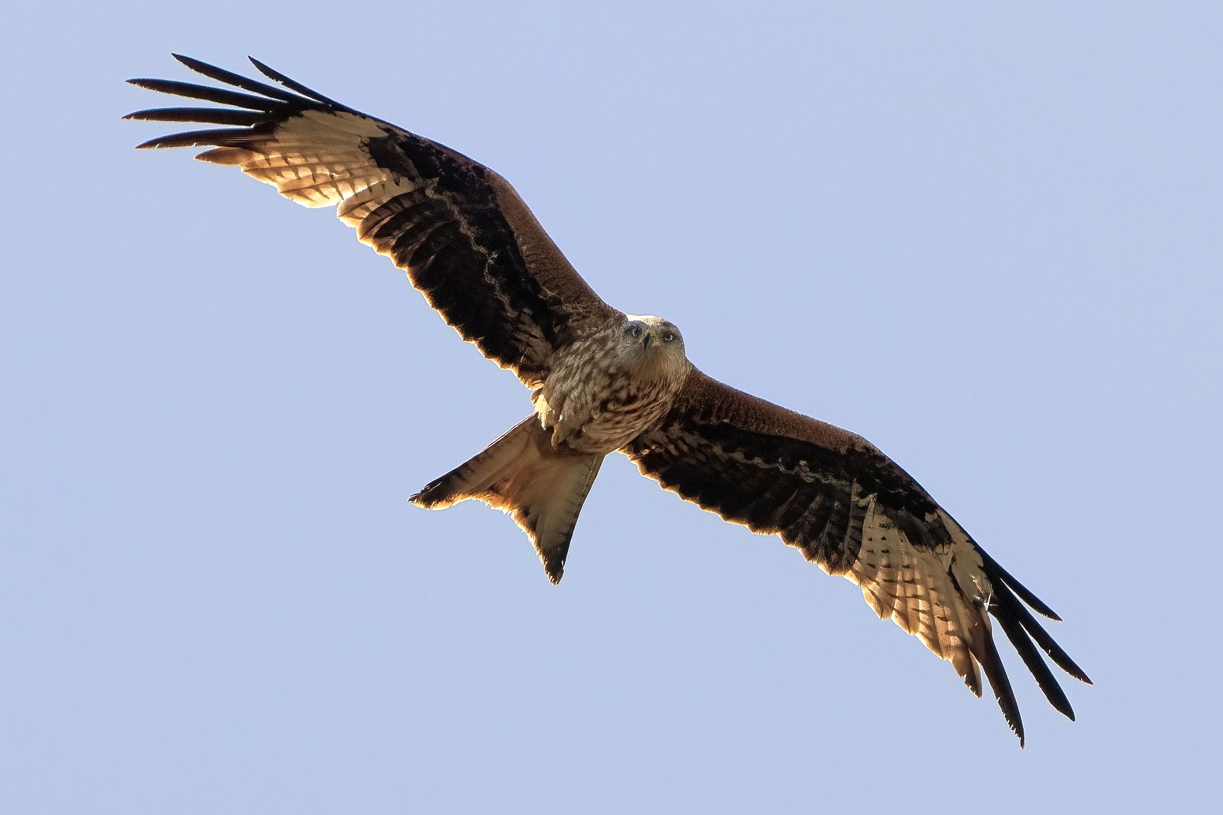 Red Kite (Milvus milvus)
