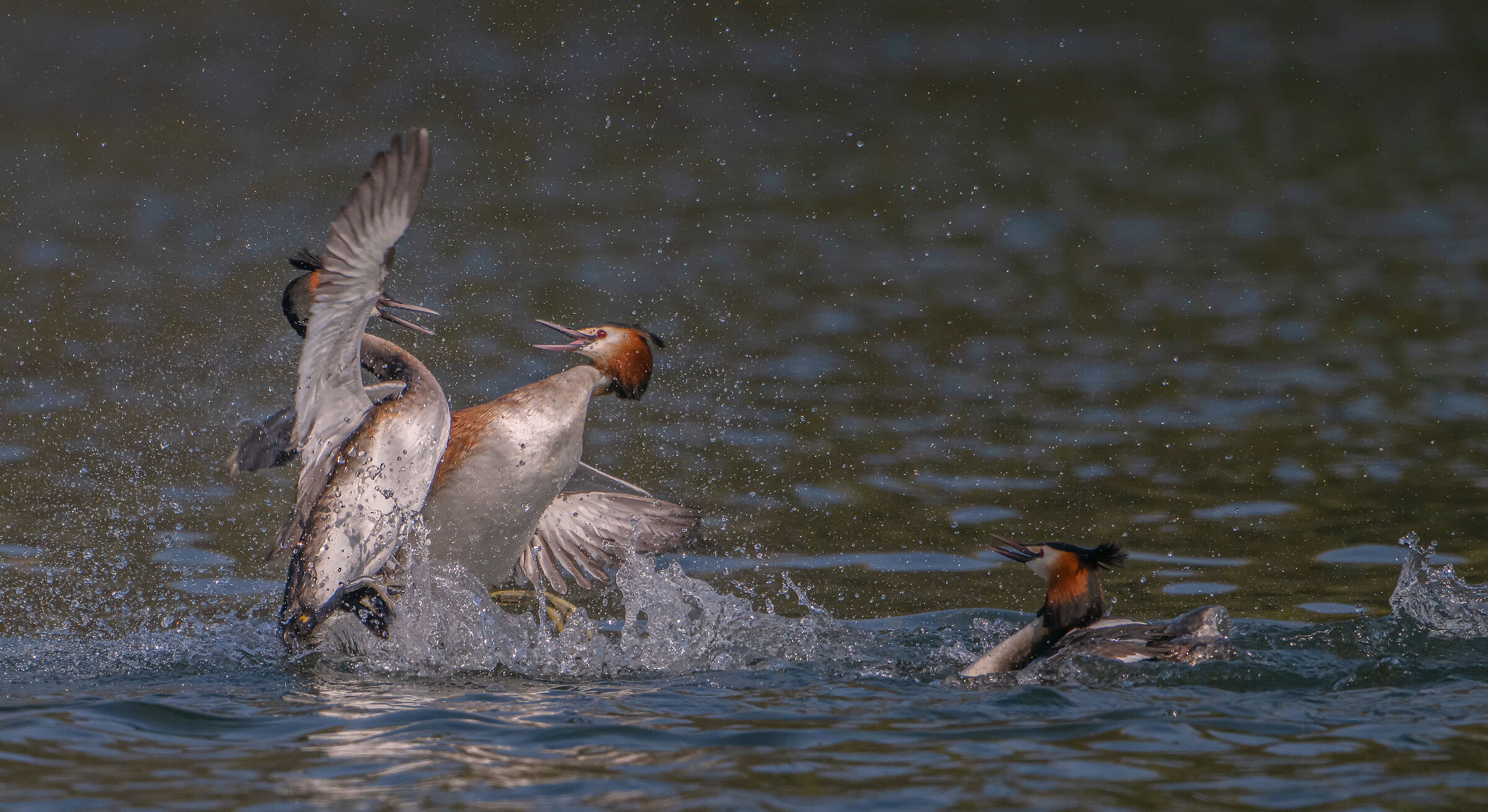 Grebes in battle