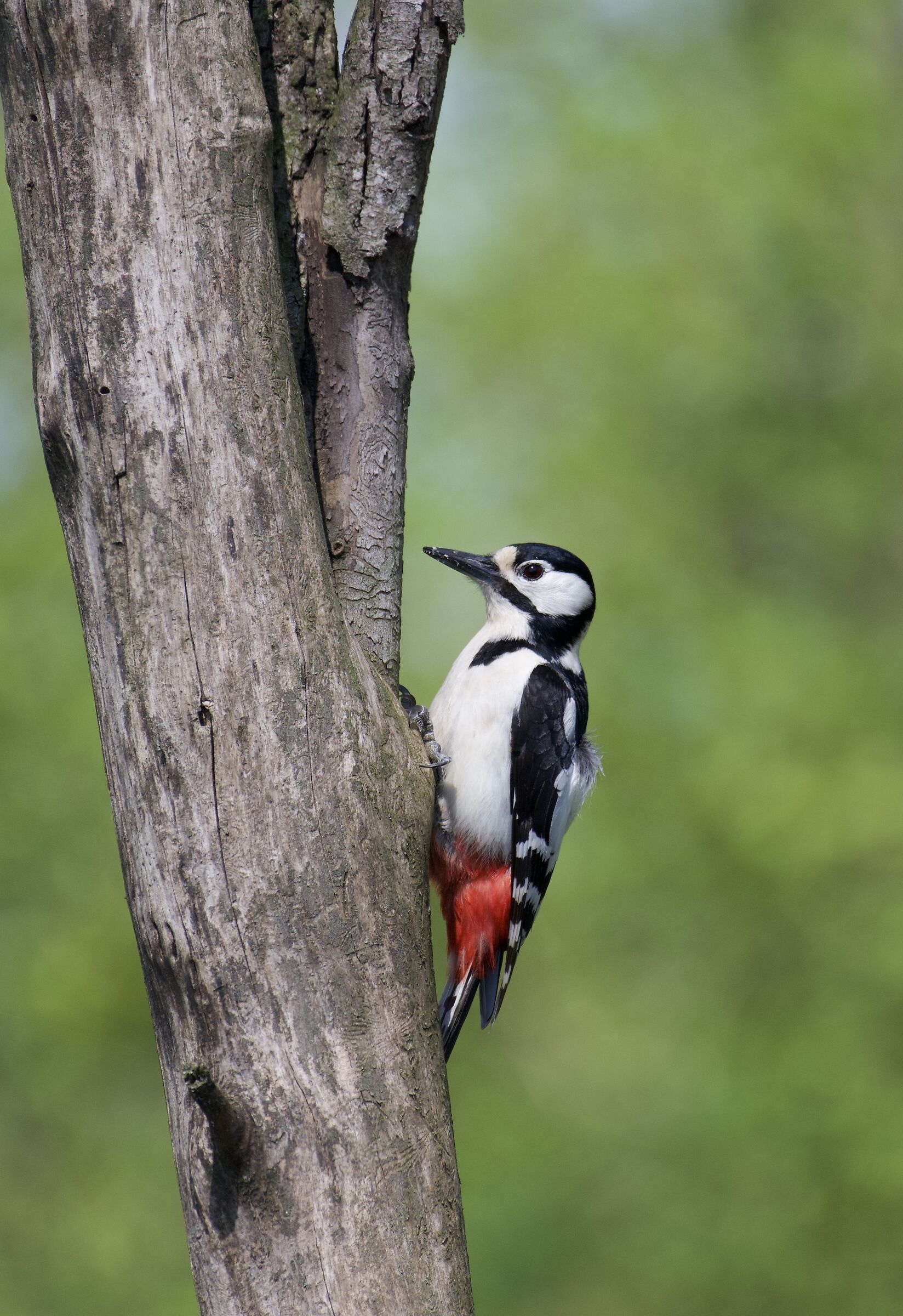 Woodpecker