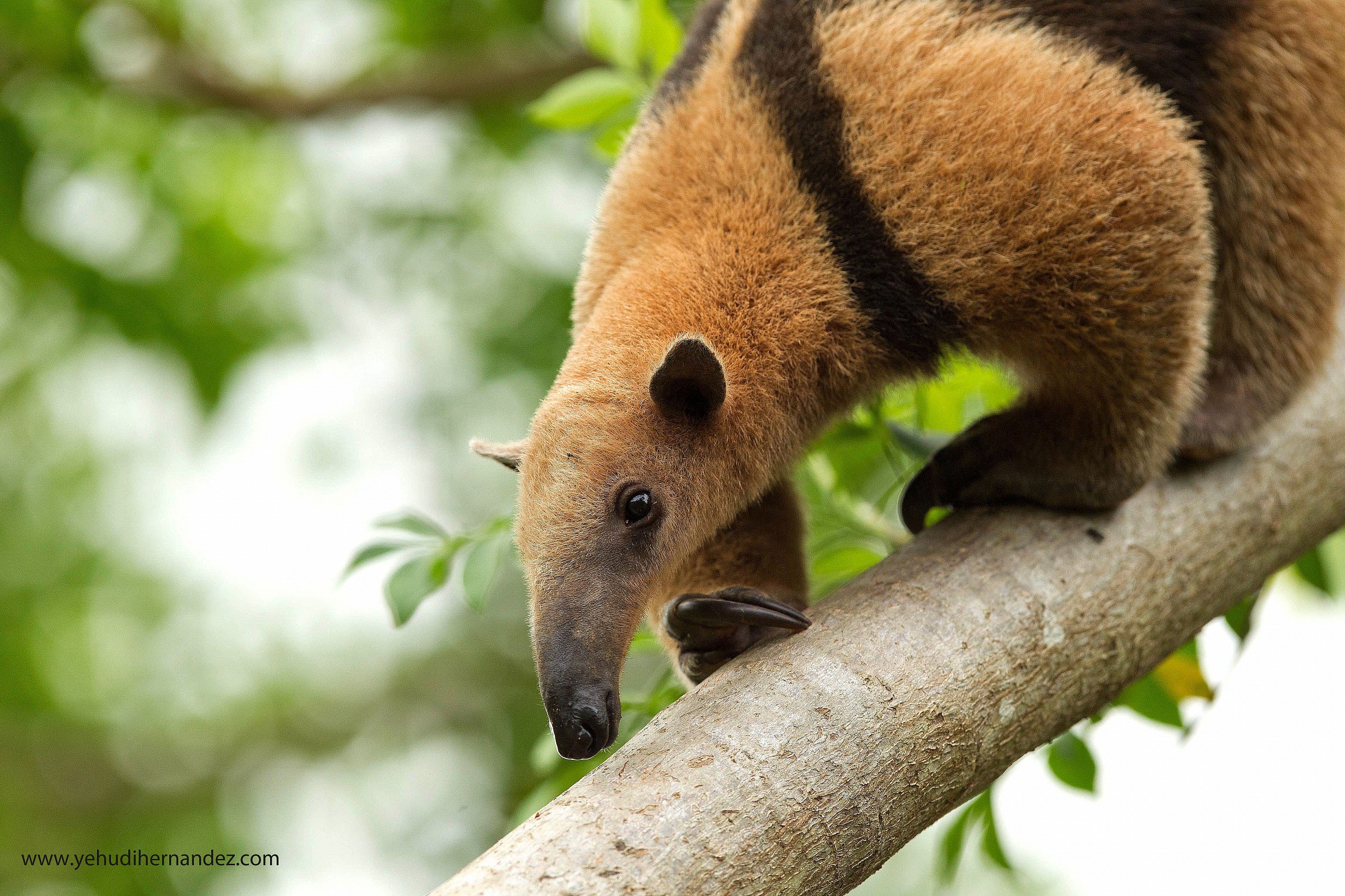 Anteater