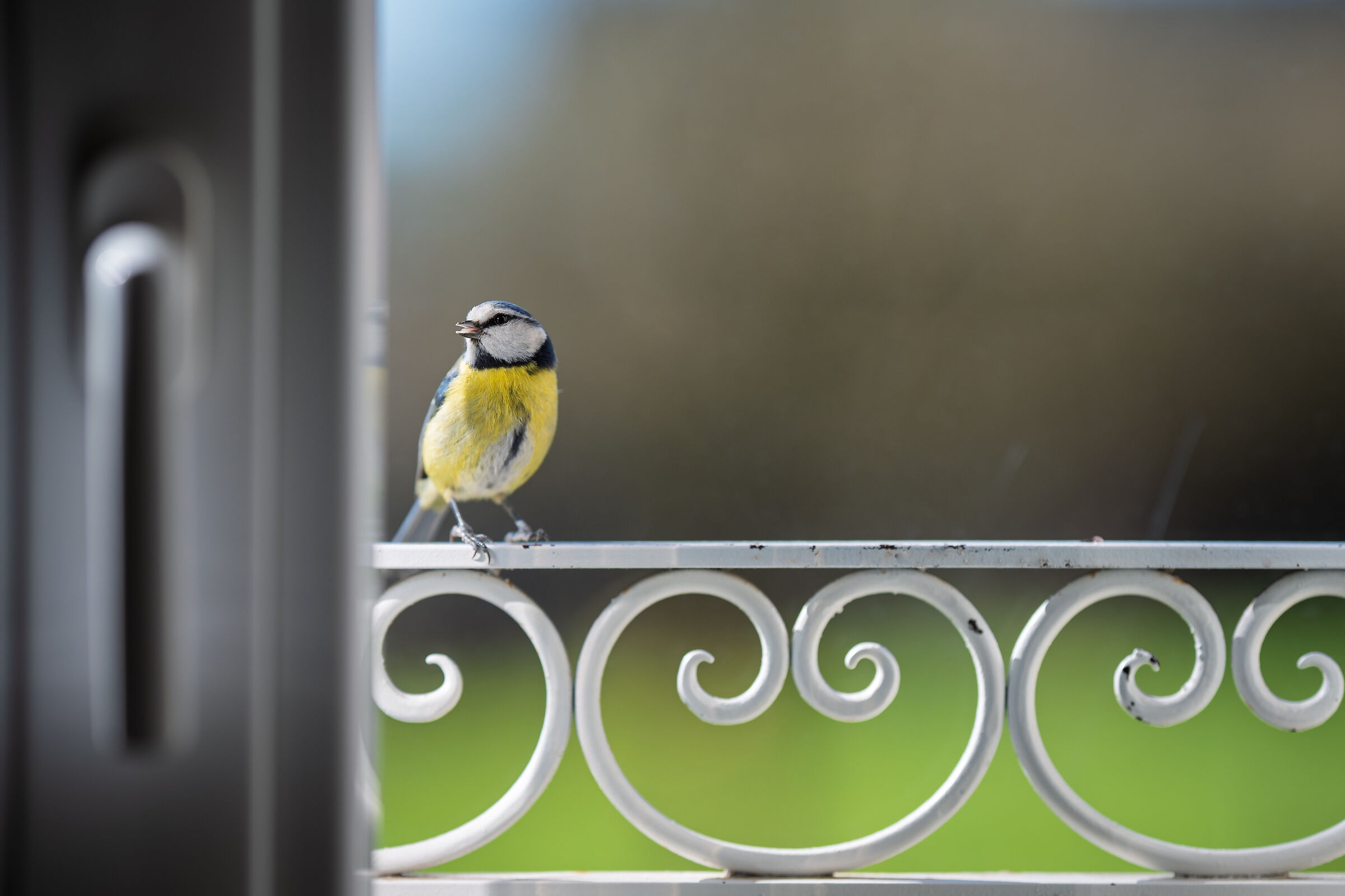 Puoi aprire la finestra?