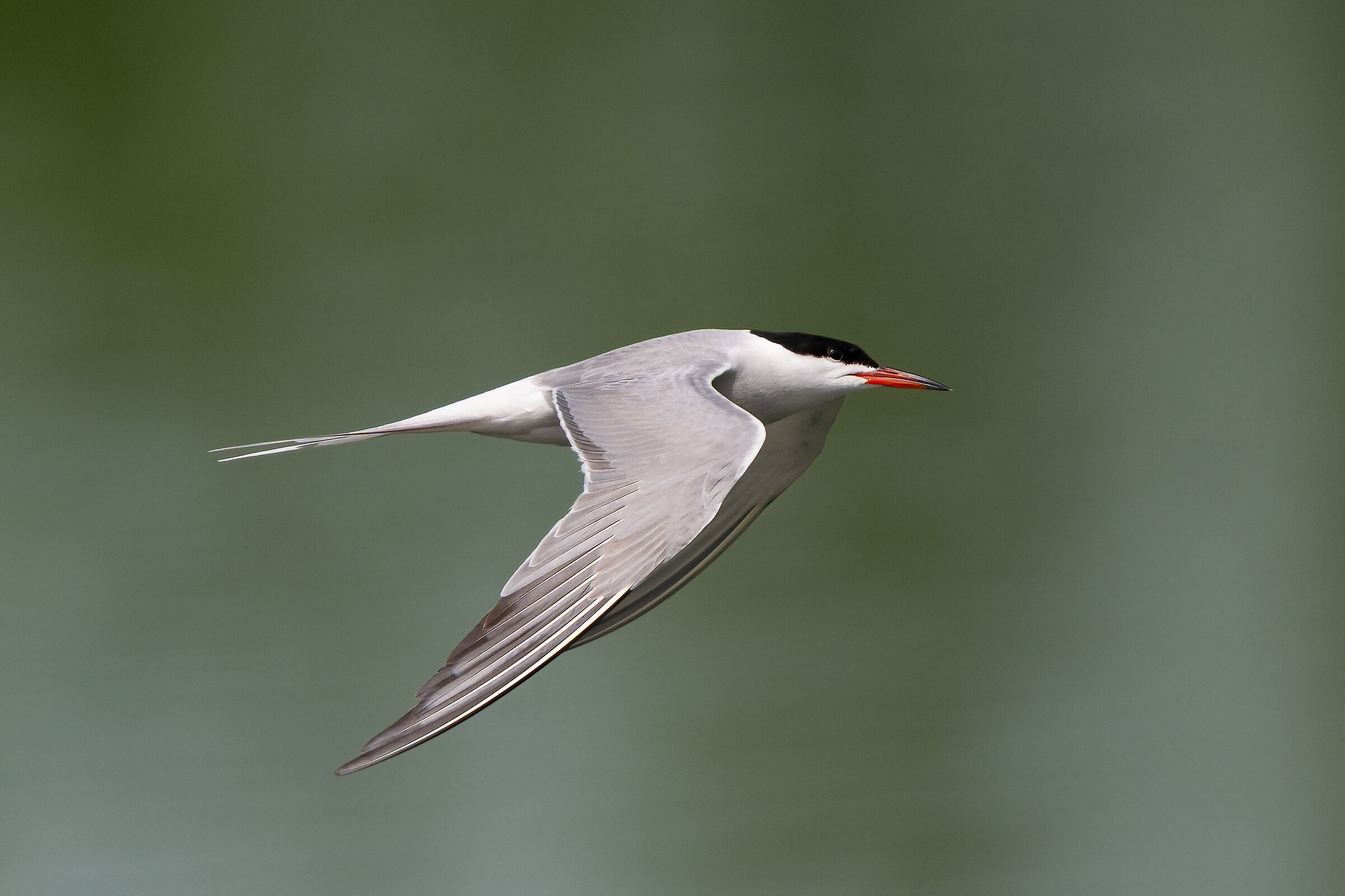 Tern