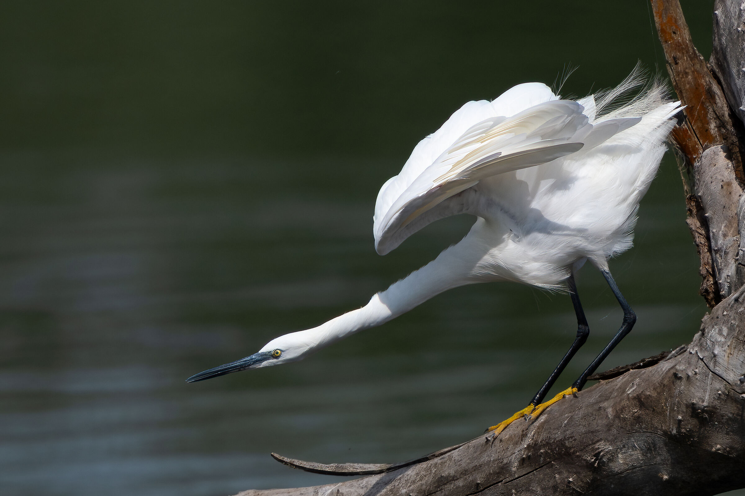 Egret