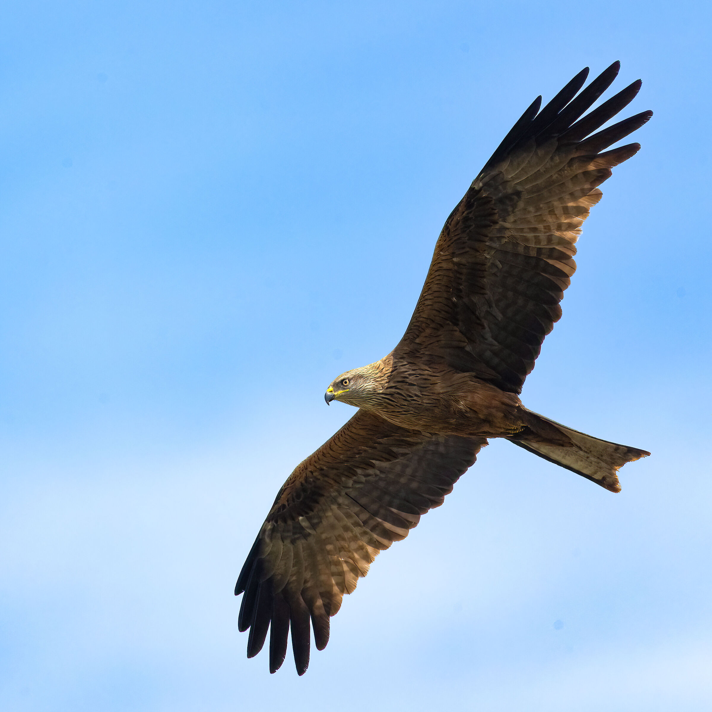 Black Kite