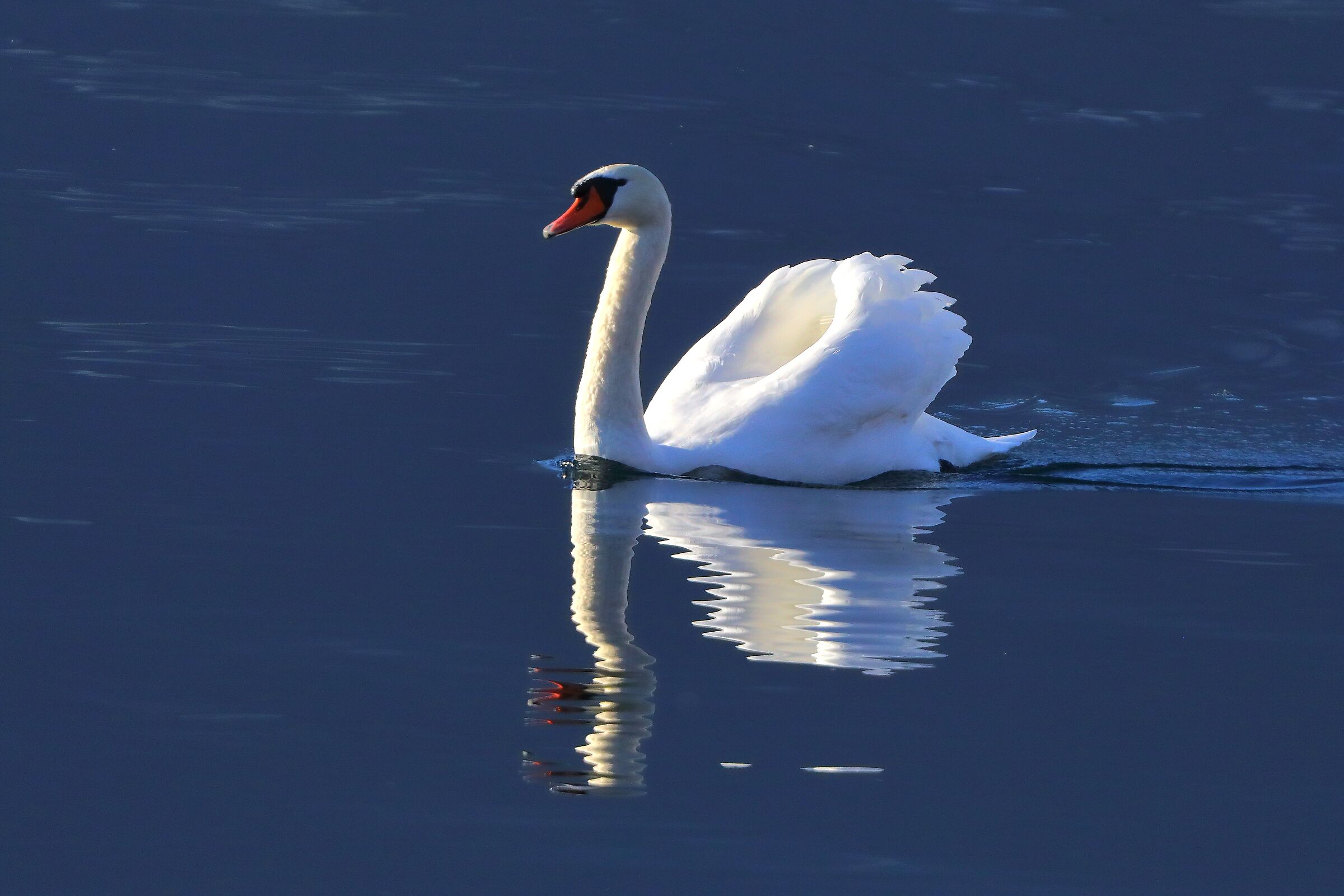 Cigno Reale 30 dicembre 2024 - 0074