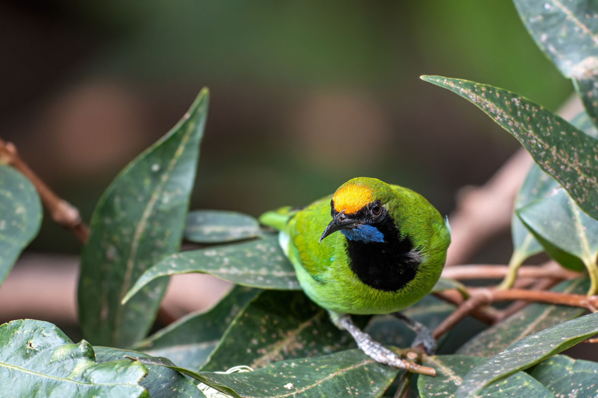 Chloropsis aurifrons