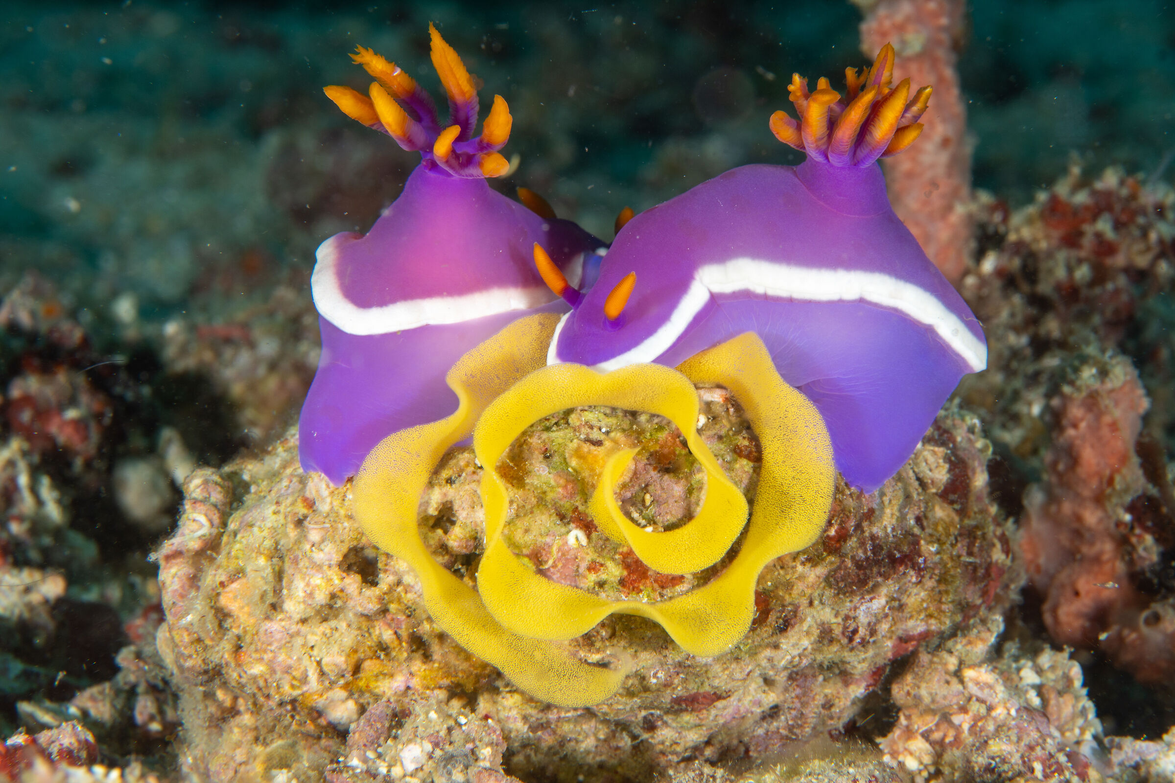 Family under construction