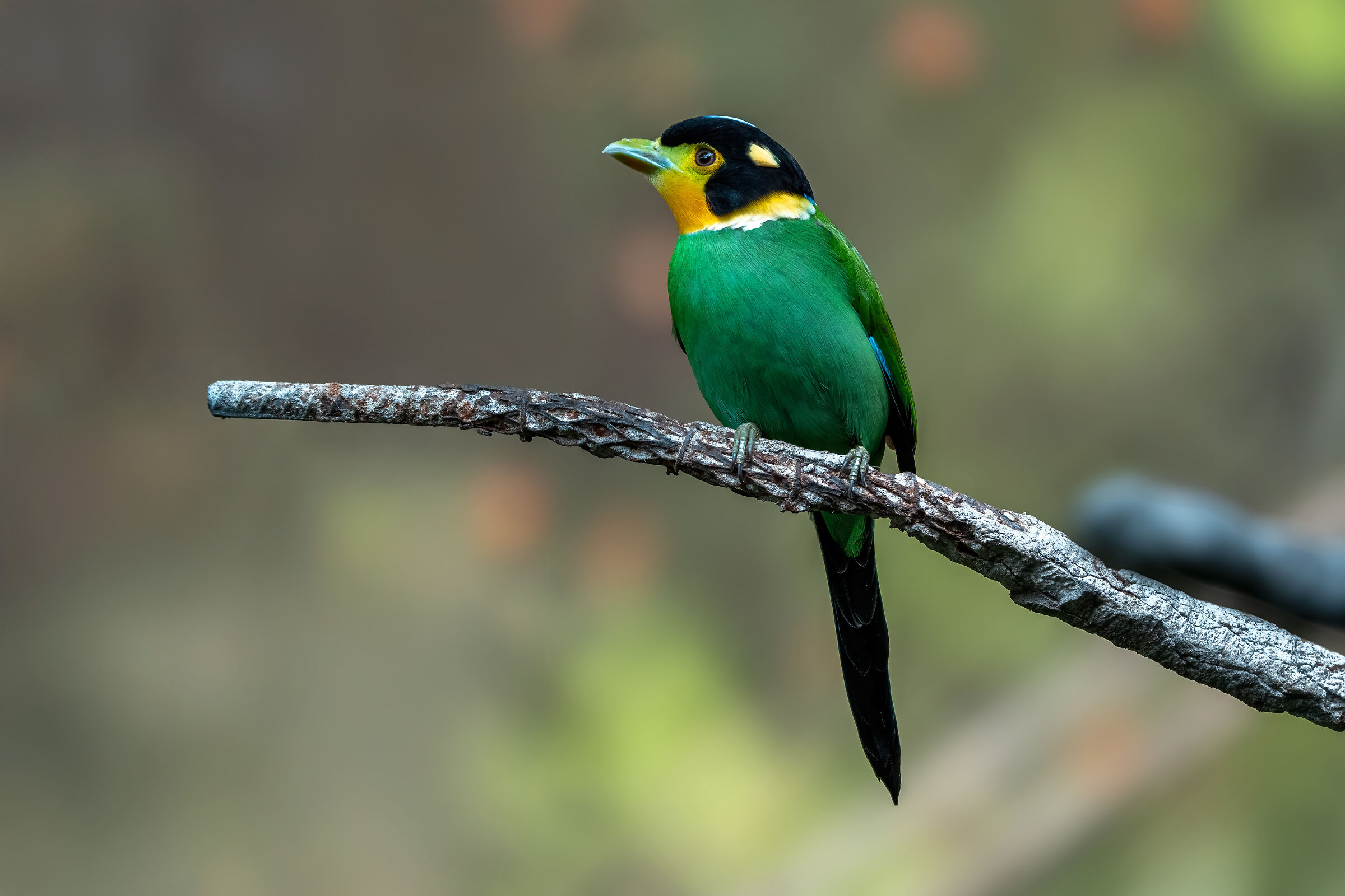 Psarisomus dalhousiae