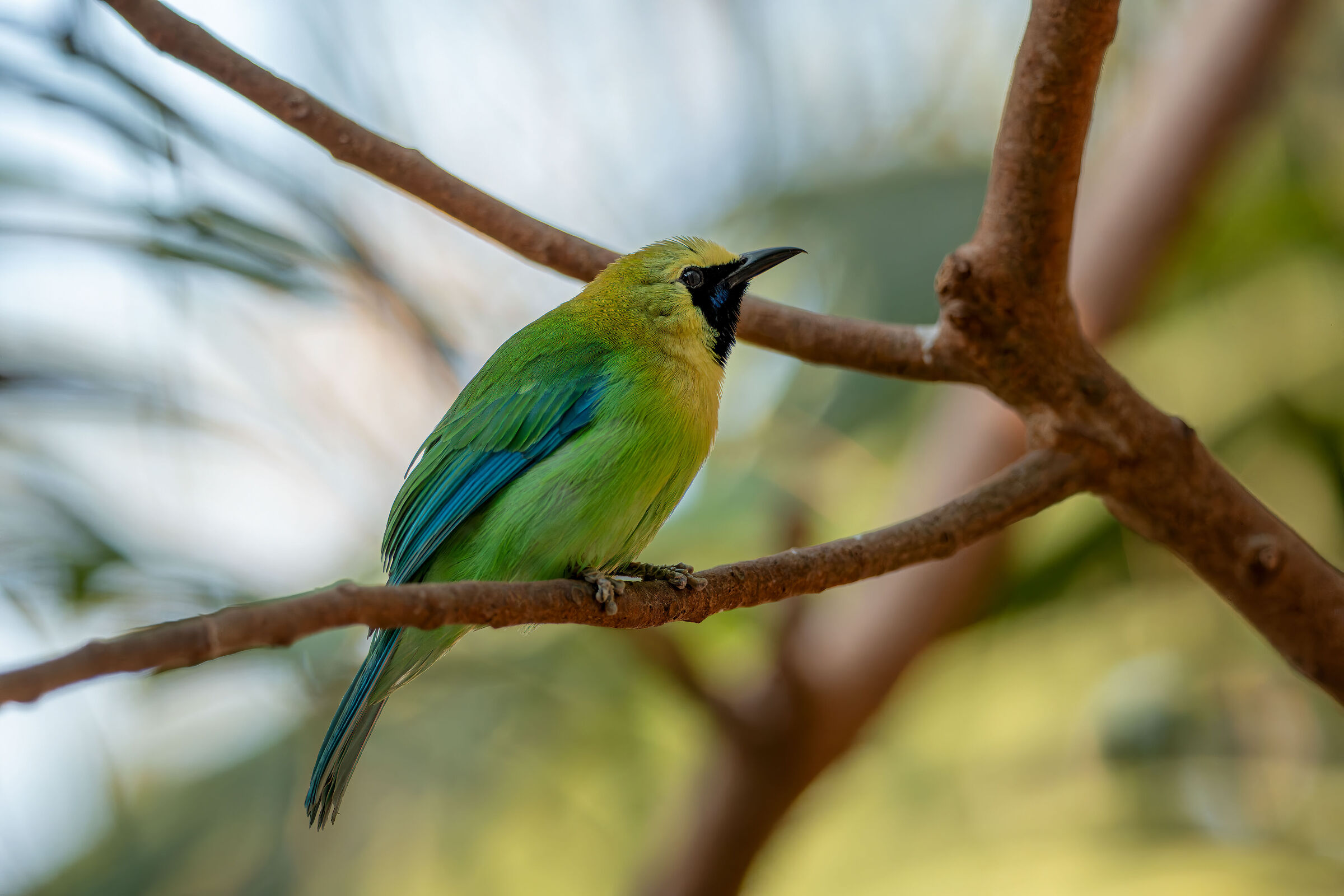 Chloropsis moluccensis