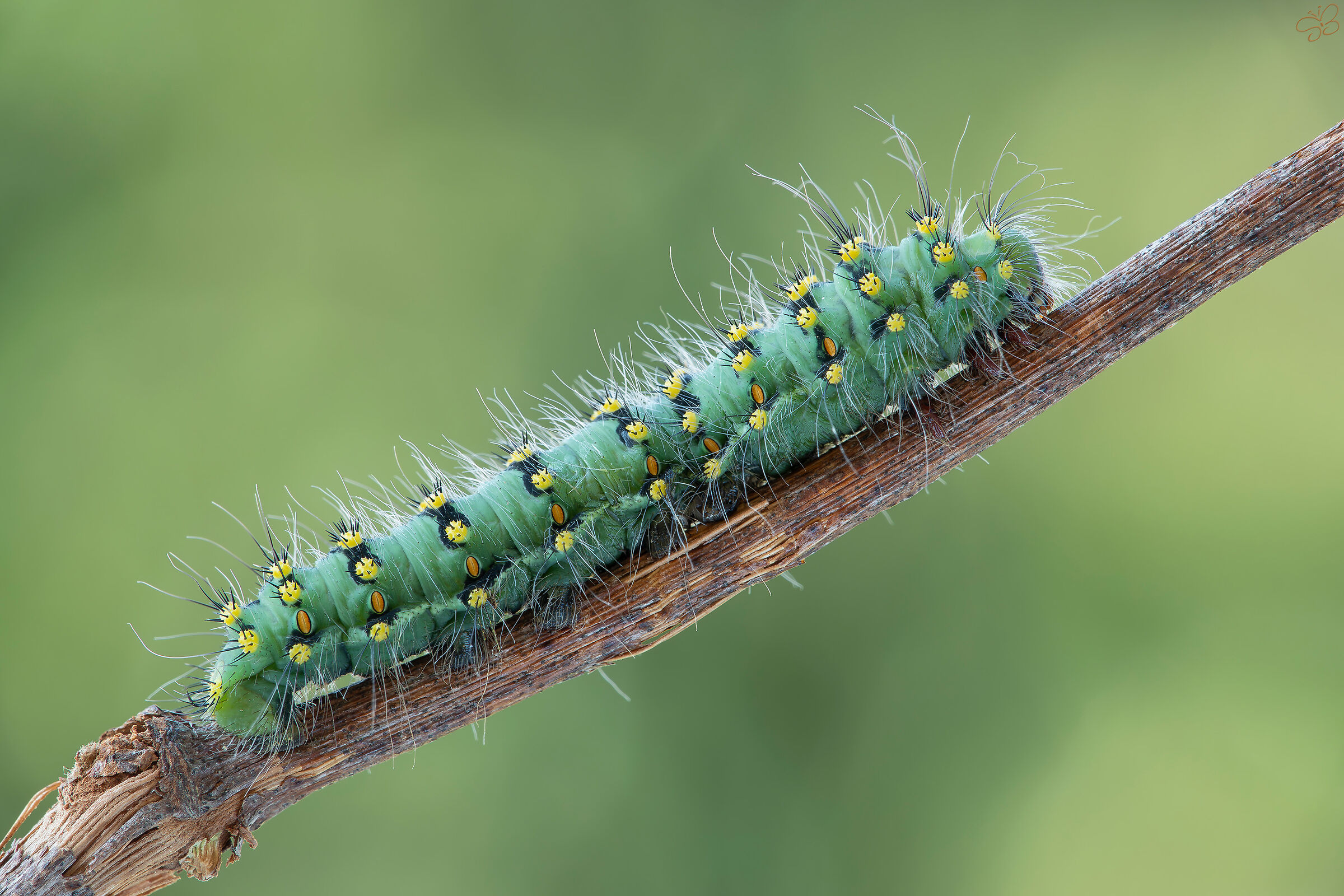 Lesser Peacock caterpillar