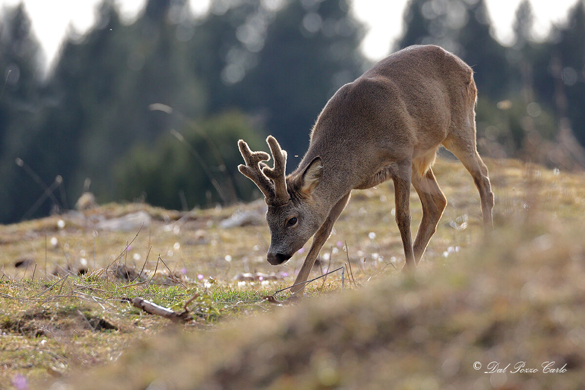 Velvet roe deer