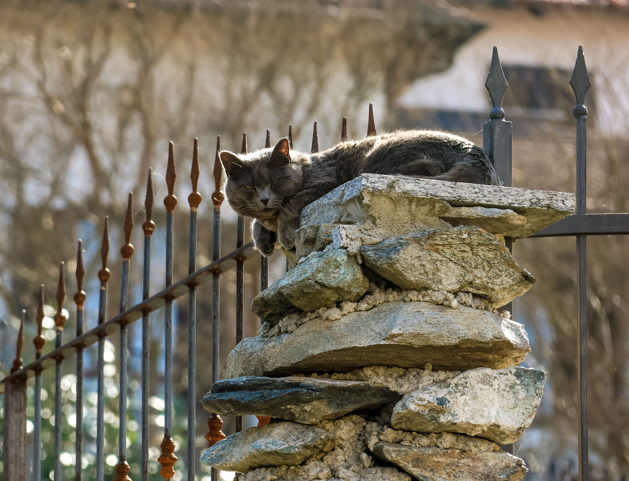 ...perché mi disturbi ?