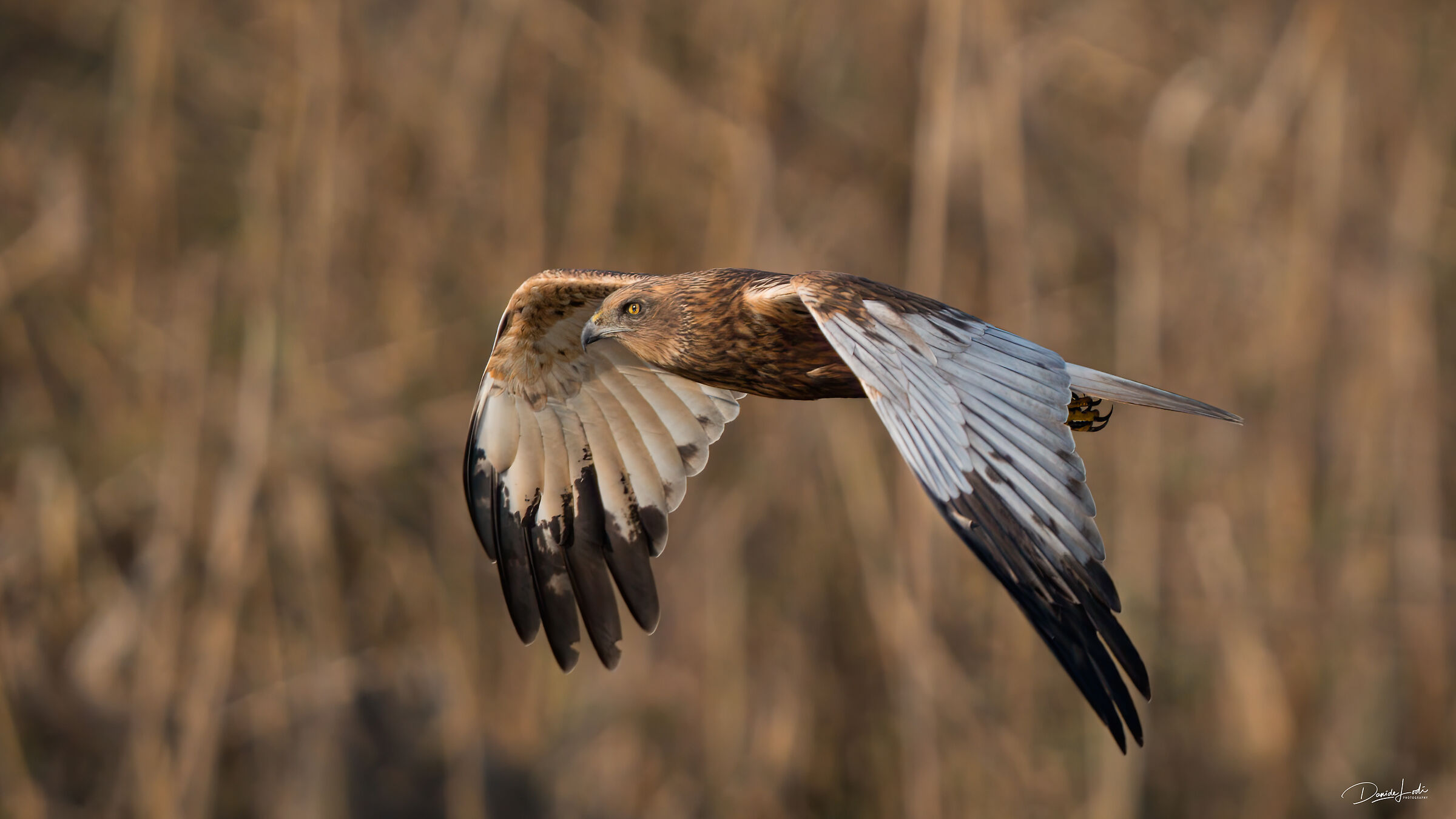 Falco di palude