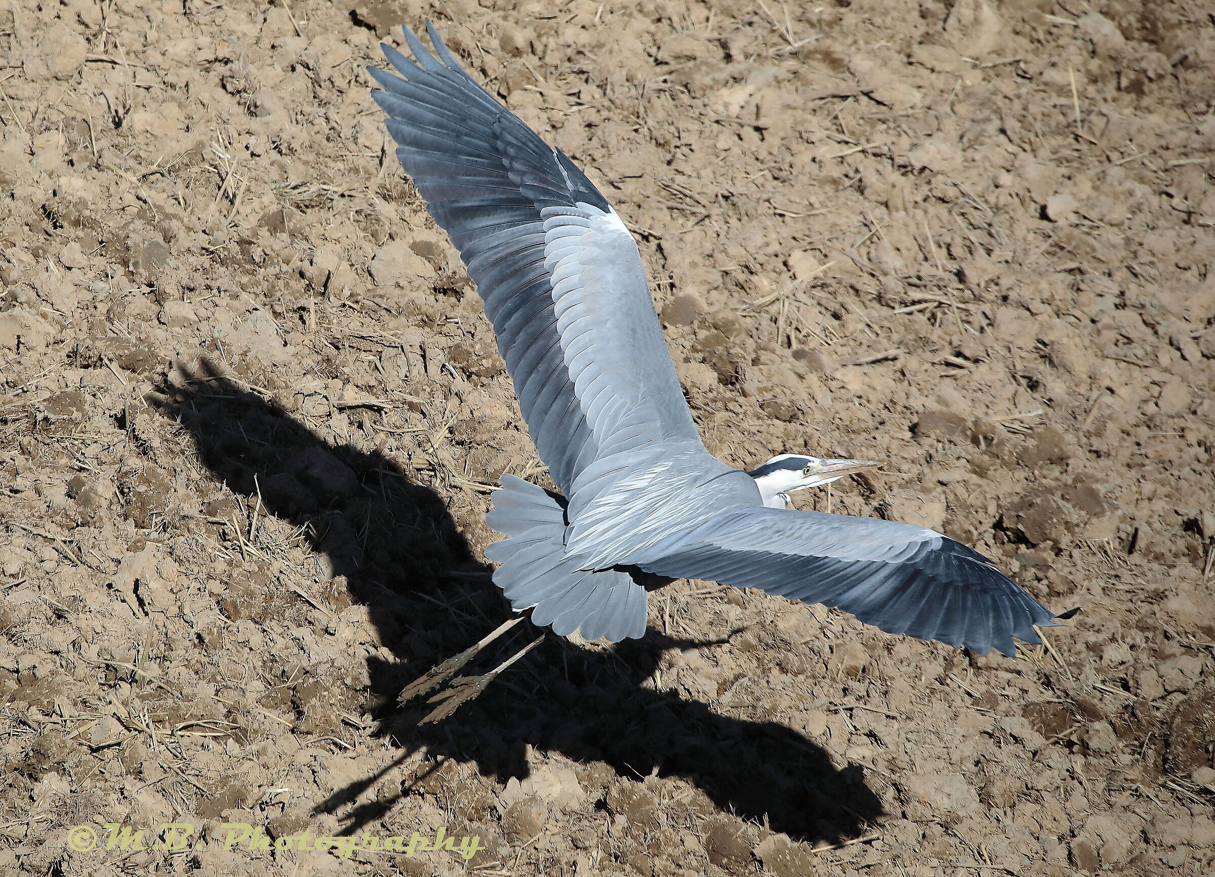 Low-flying flight