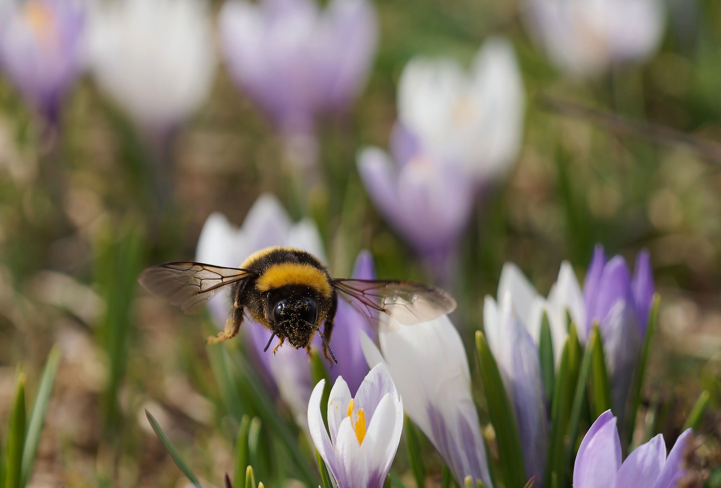 Flying among the crocuses