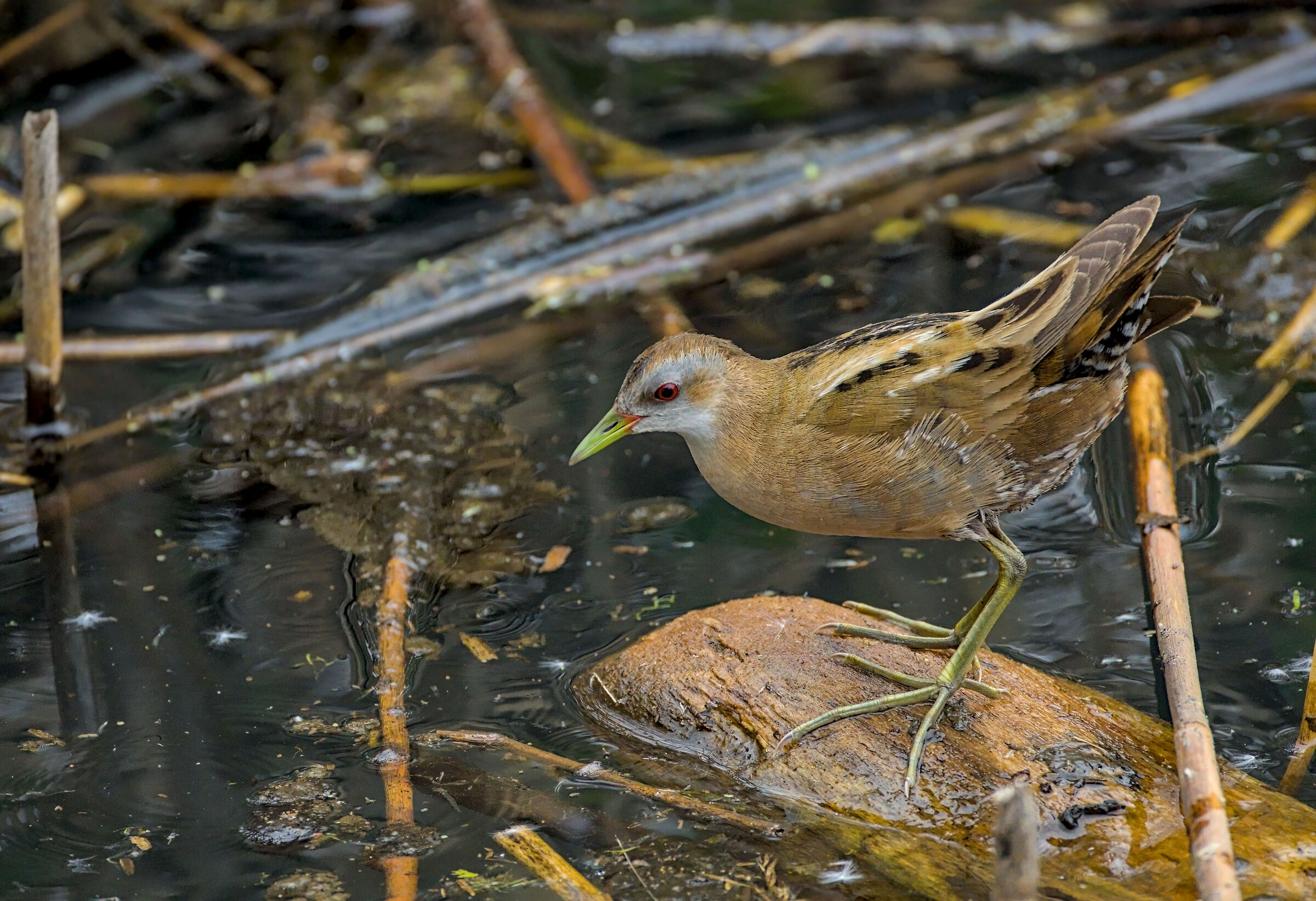 Female Crake