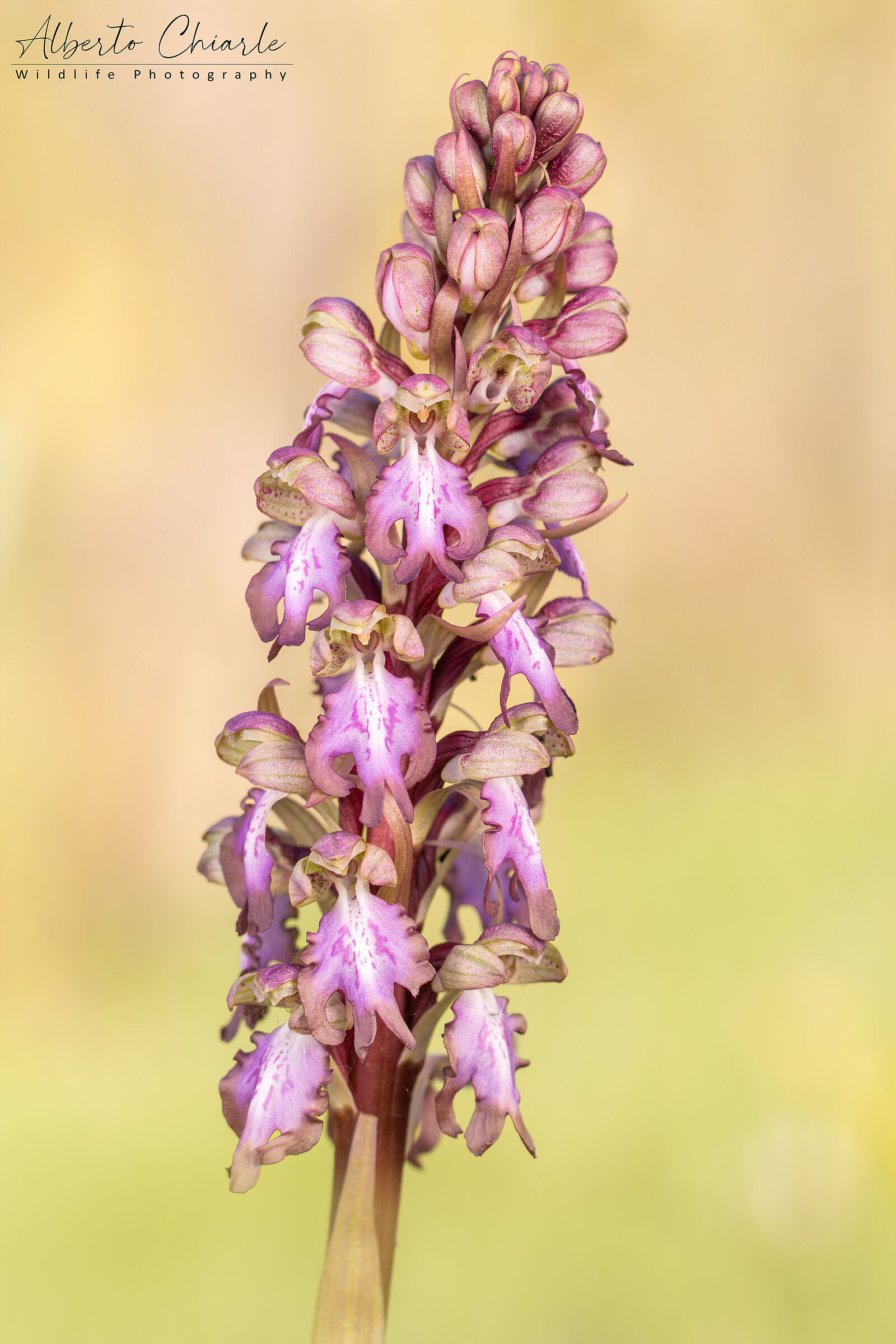 Himantoglossum robertianum