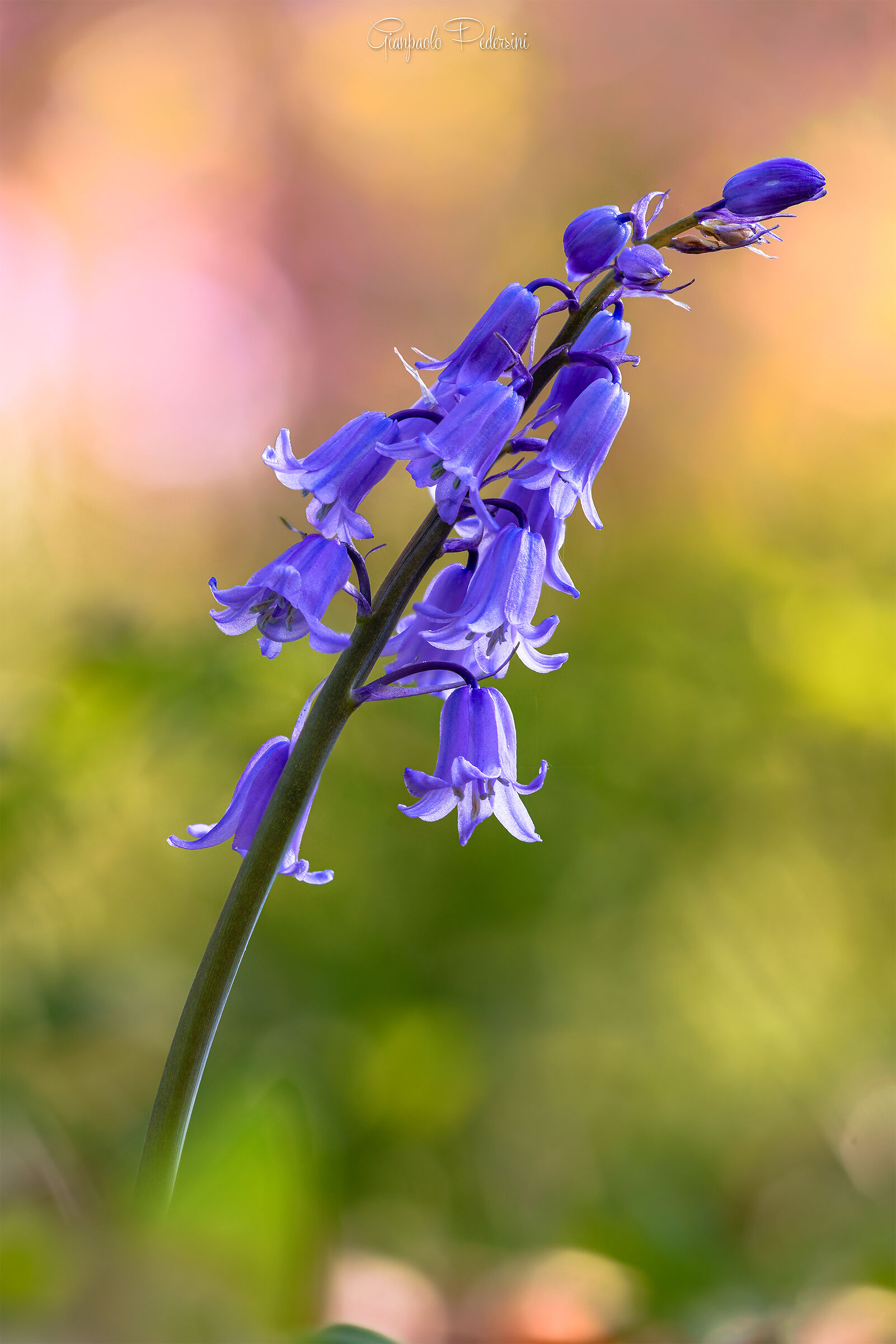 Bellezze di primavera