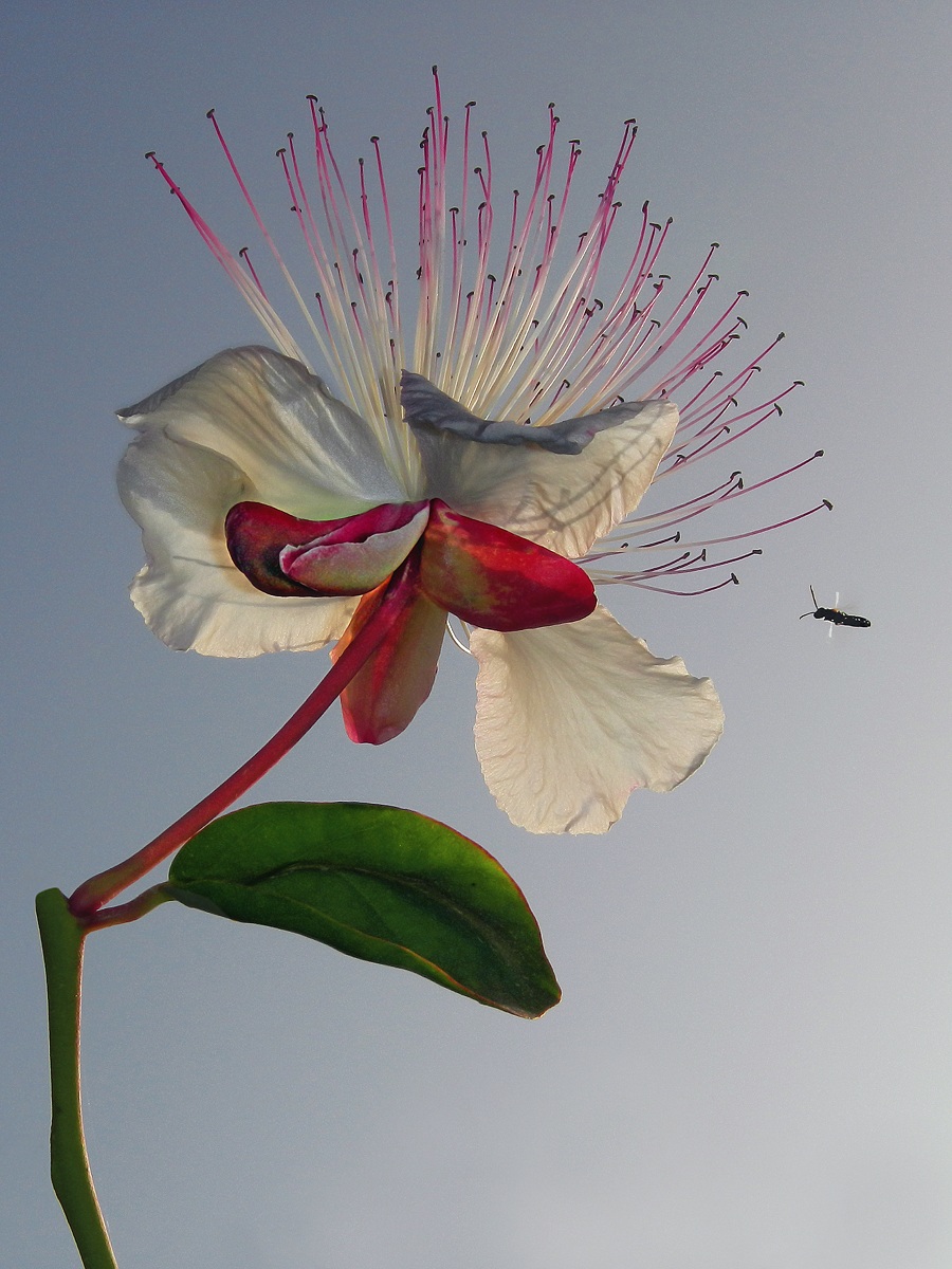 Fiore di Cappero con insetto