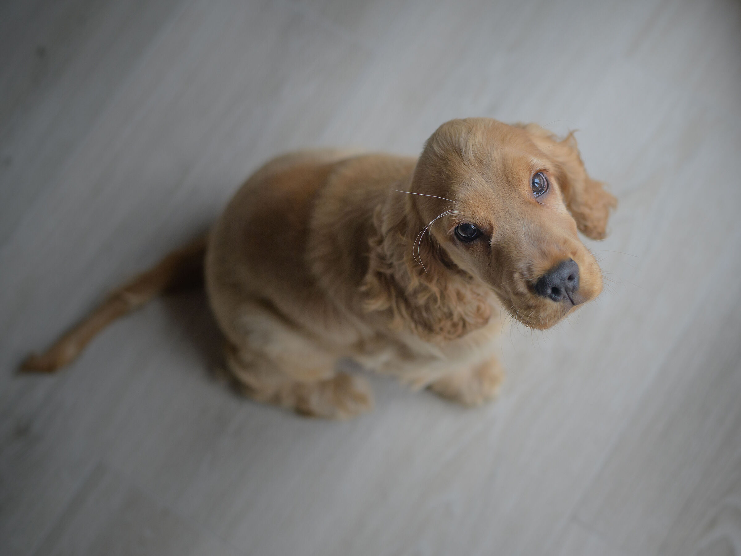 Caesar