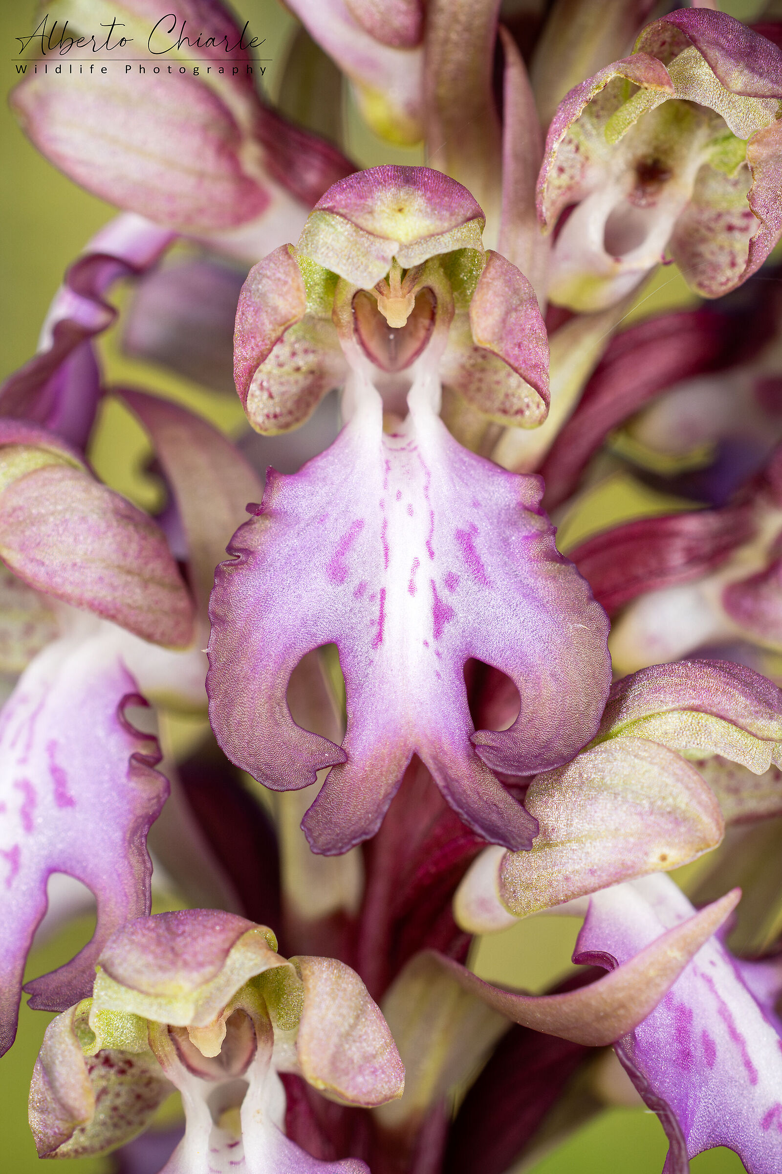 Himantoglossum robertianum