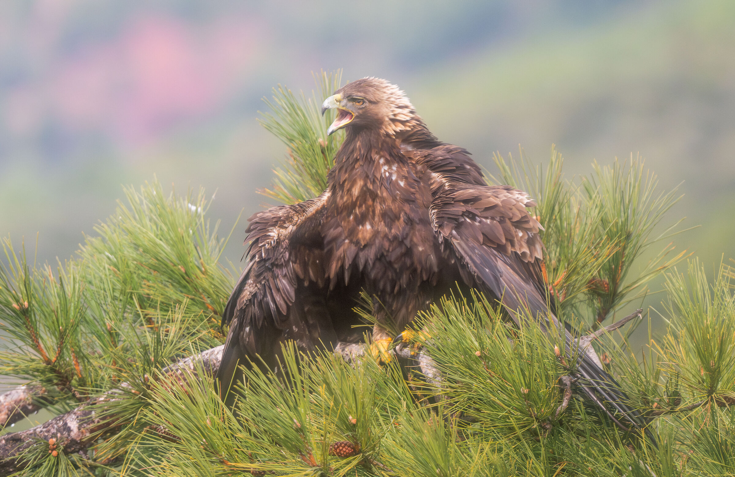 golden eagle
