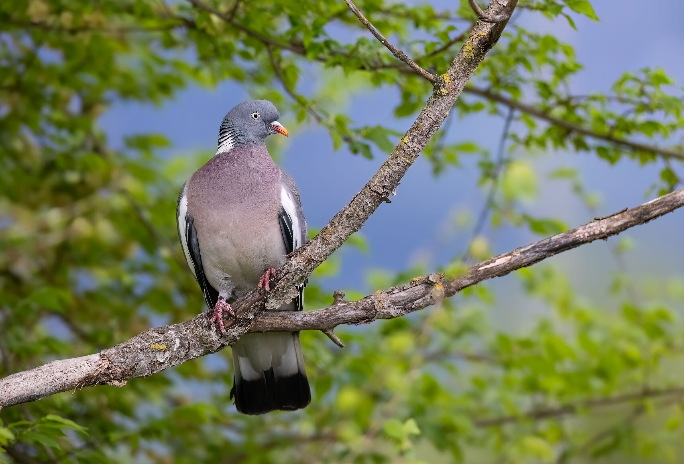 Pre-dawn wood pigeon