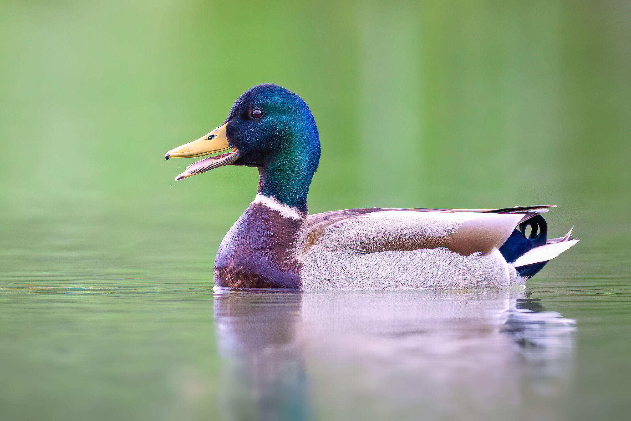 Quack!