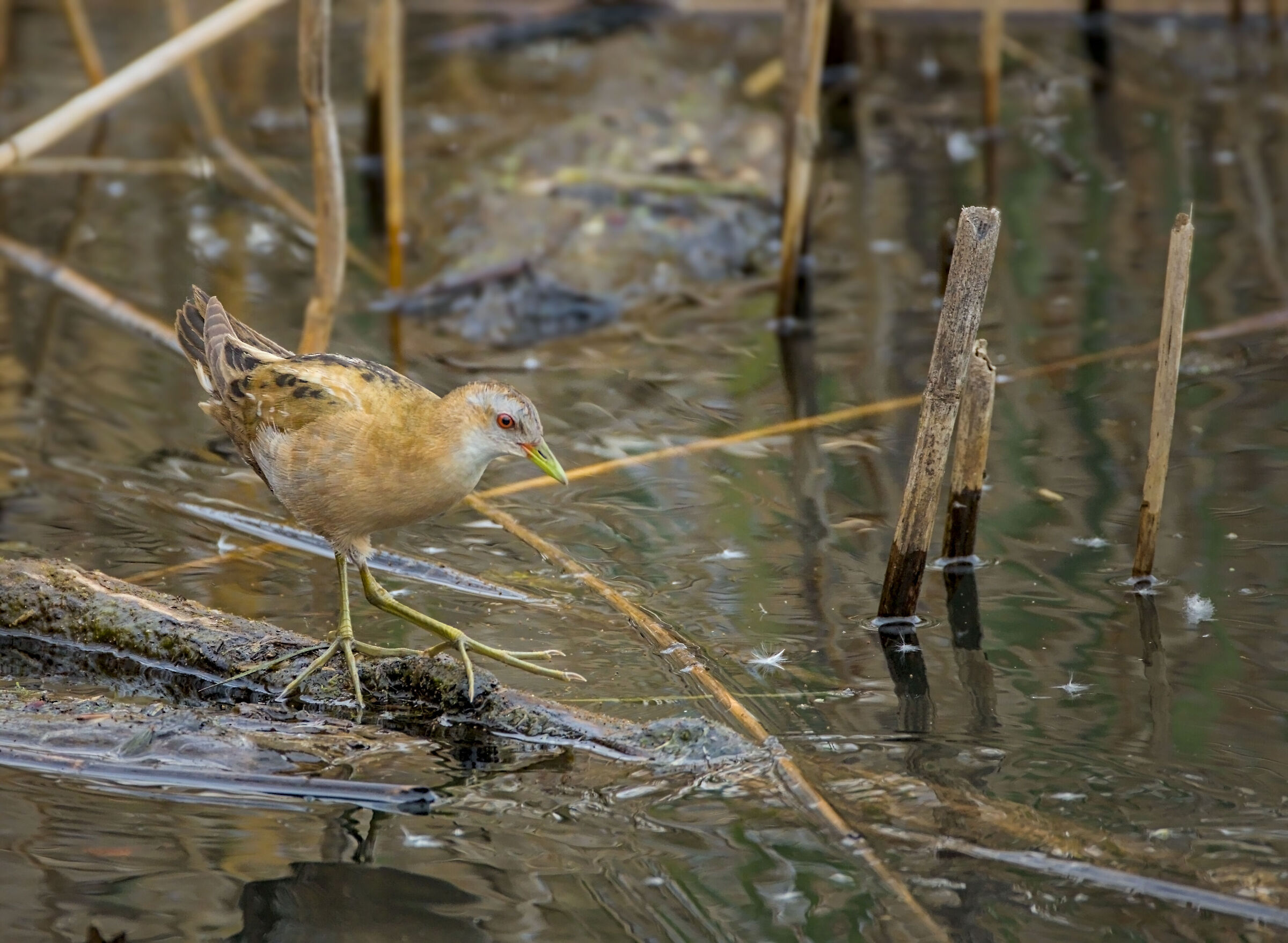 Female Crake