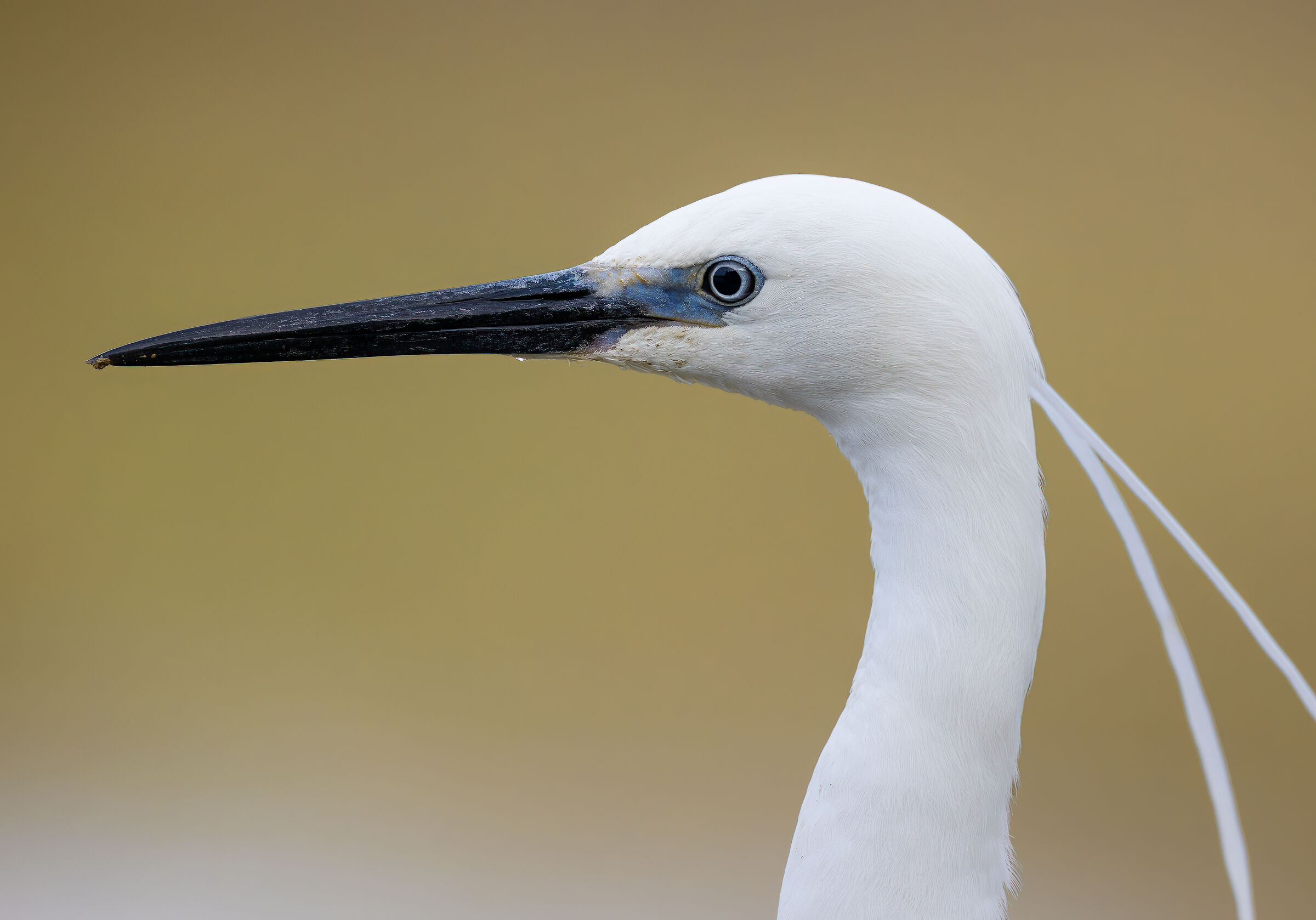 Close-up of egret in dress