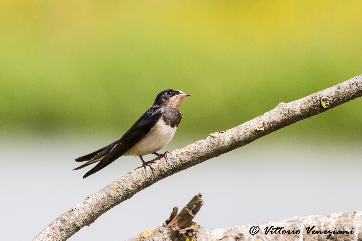 con un occhio al cielo