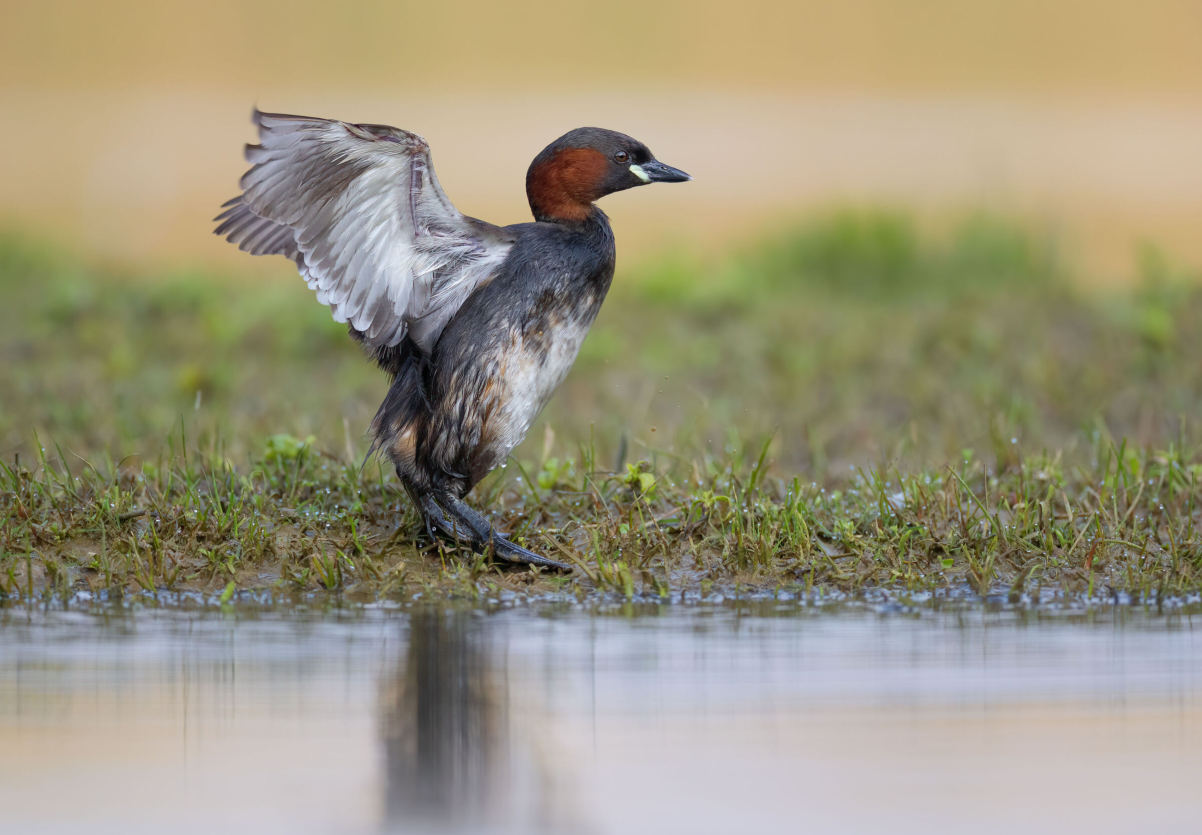 Little Grebe with its feet on the ground