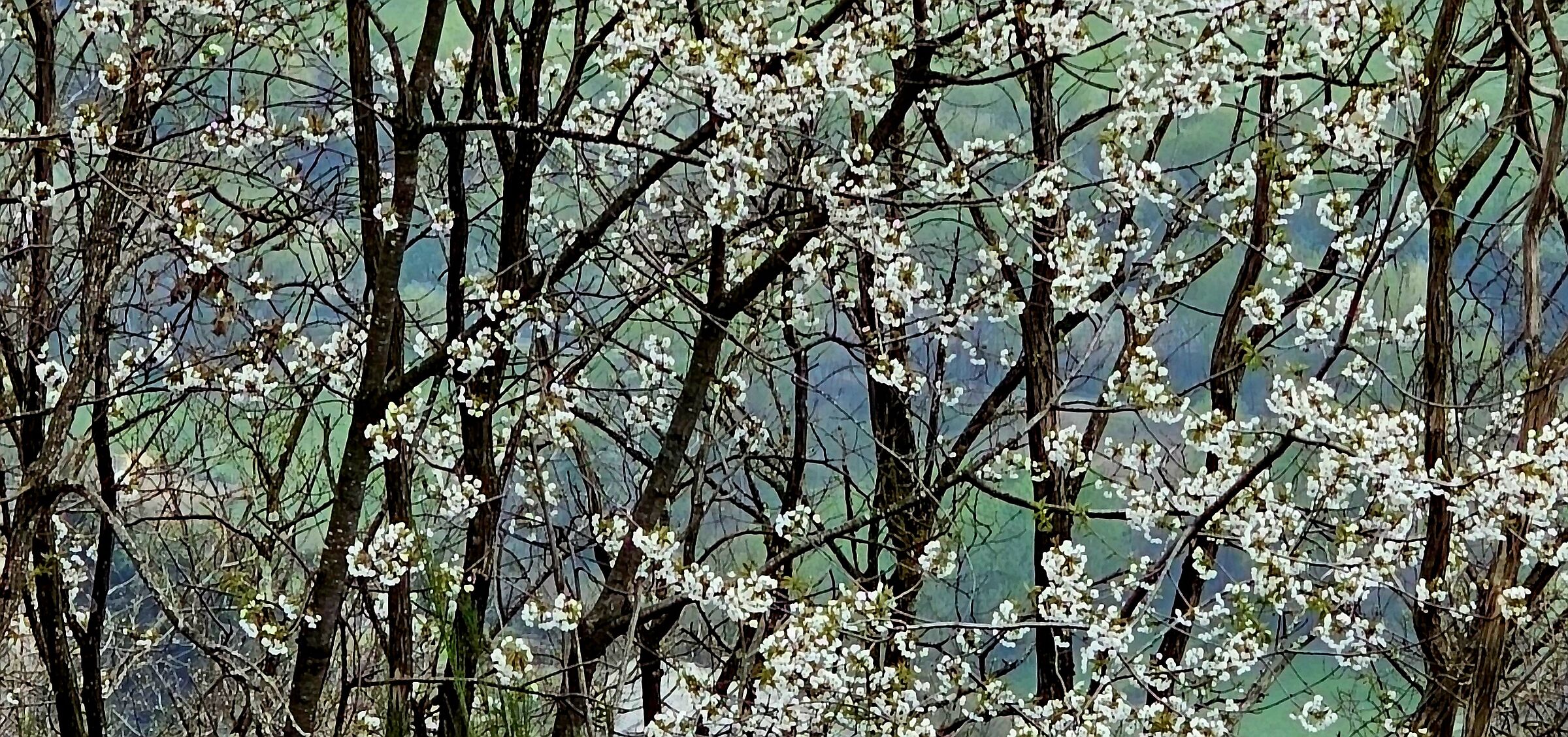 Fioritura di ciliegi
