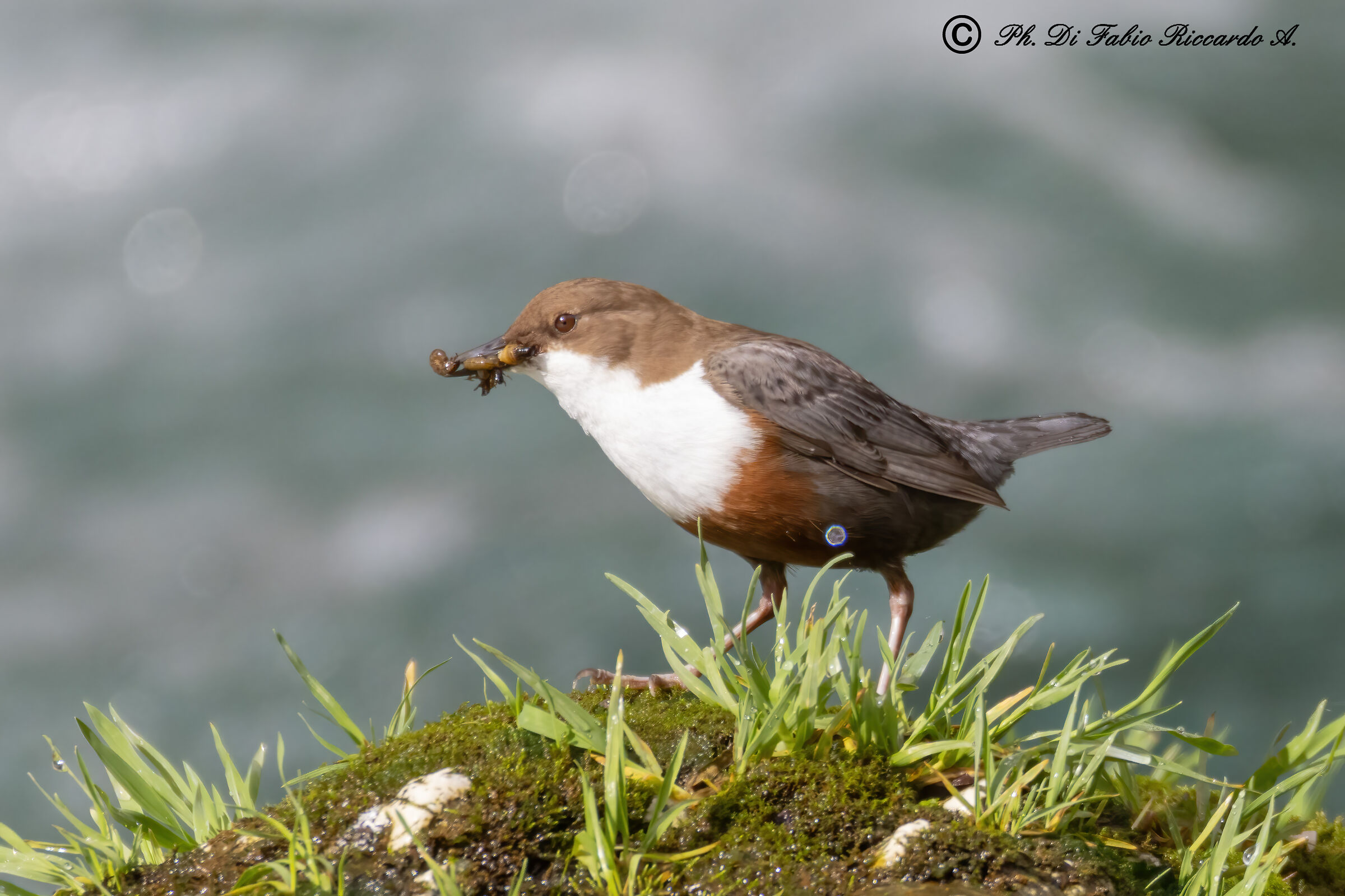 White-throated dipper